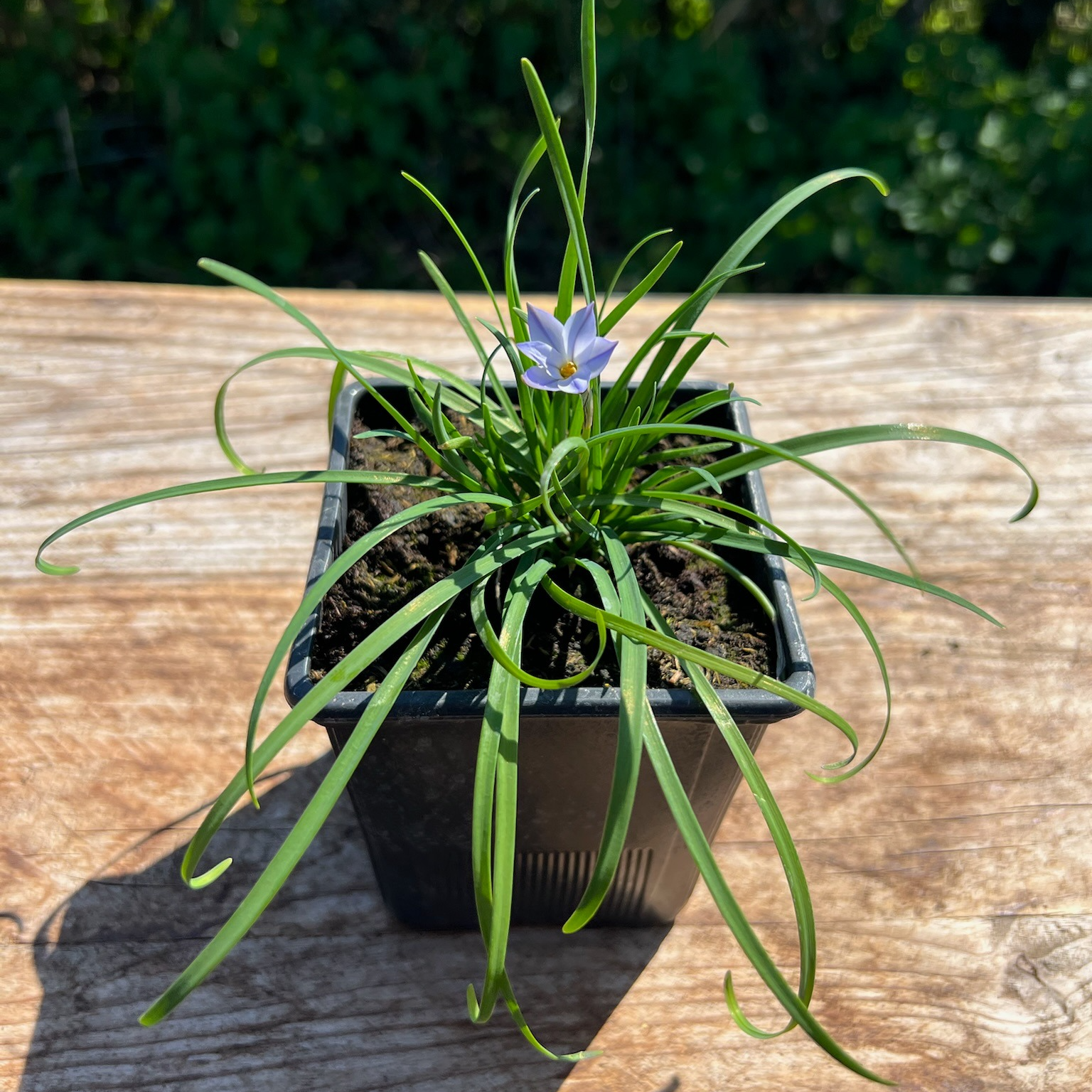 Plant Ail Des Incas - 650g