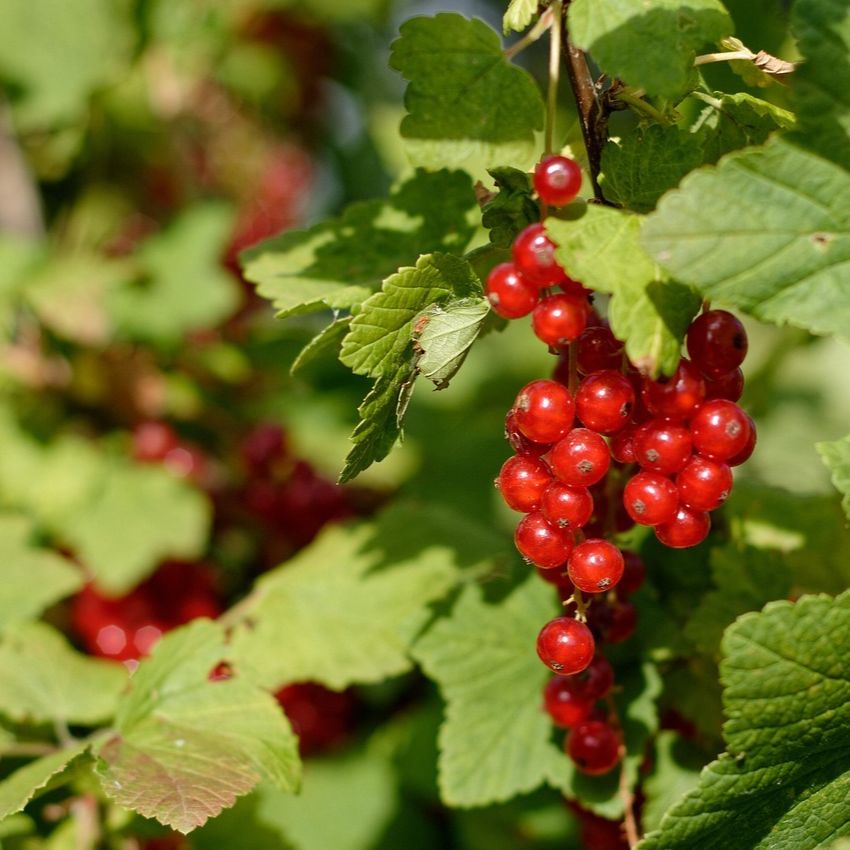 Groseiller (Ribes rubrum) 'Versaillaise Rouge'