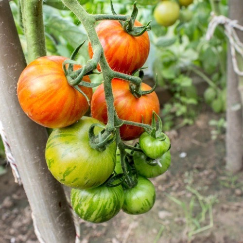 TOMATE Tigerella bicolore Bio
