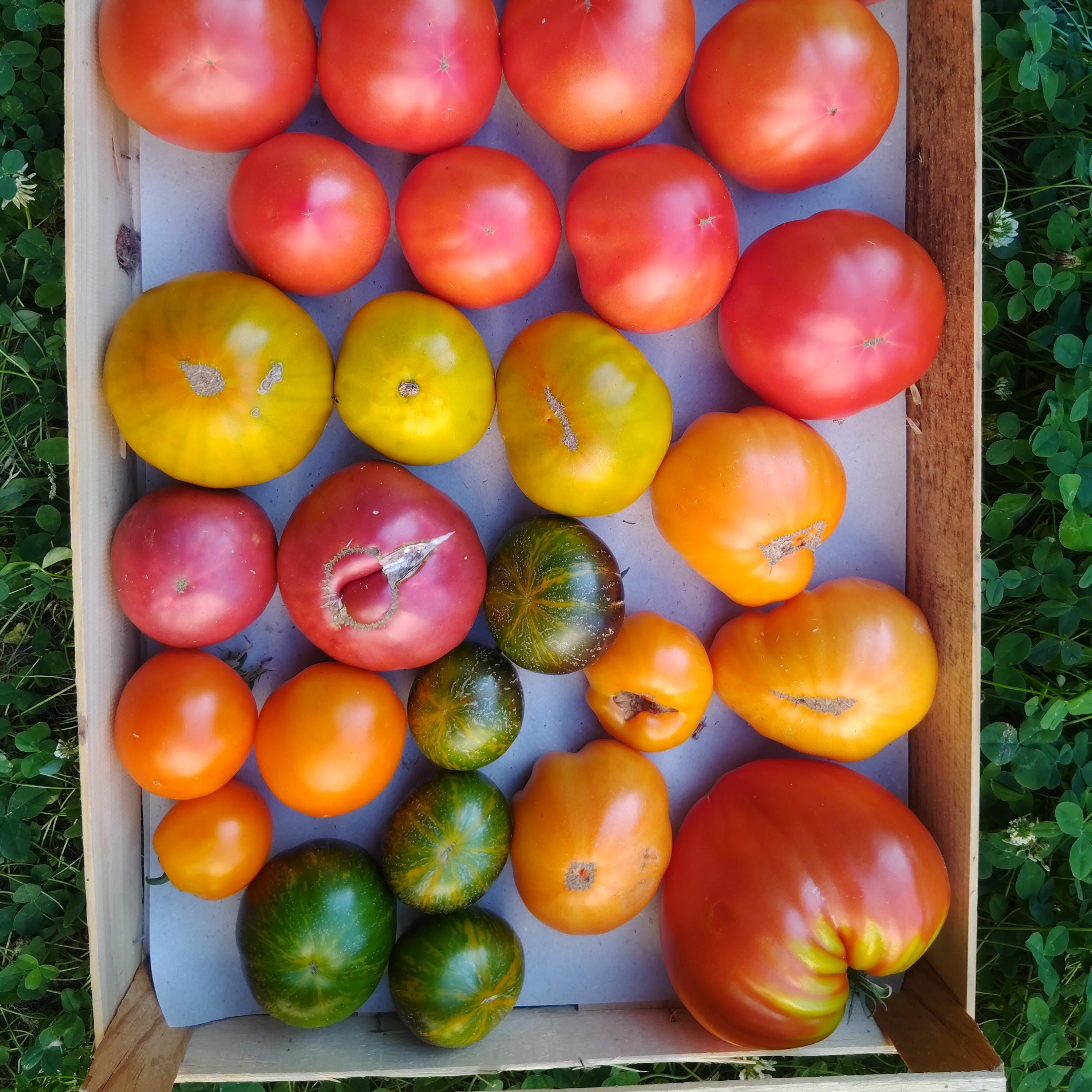 Tomate