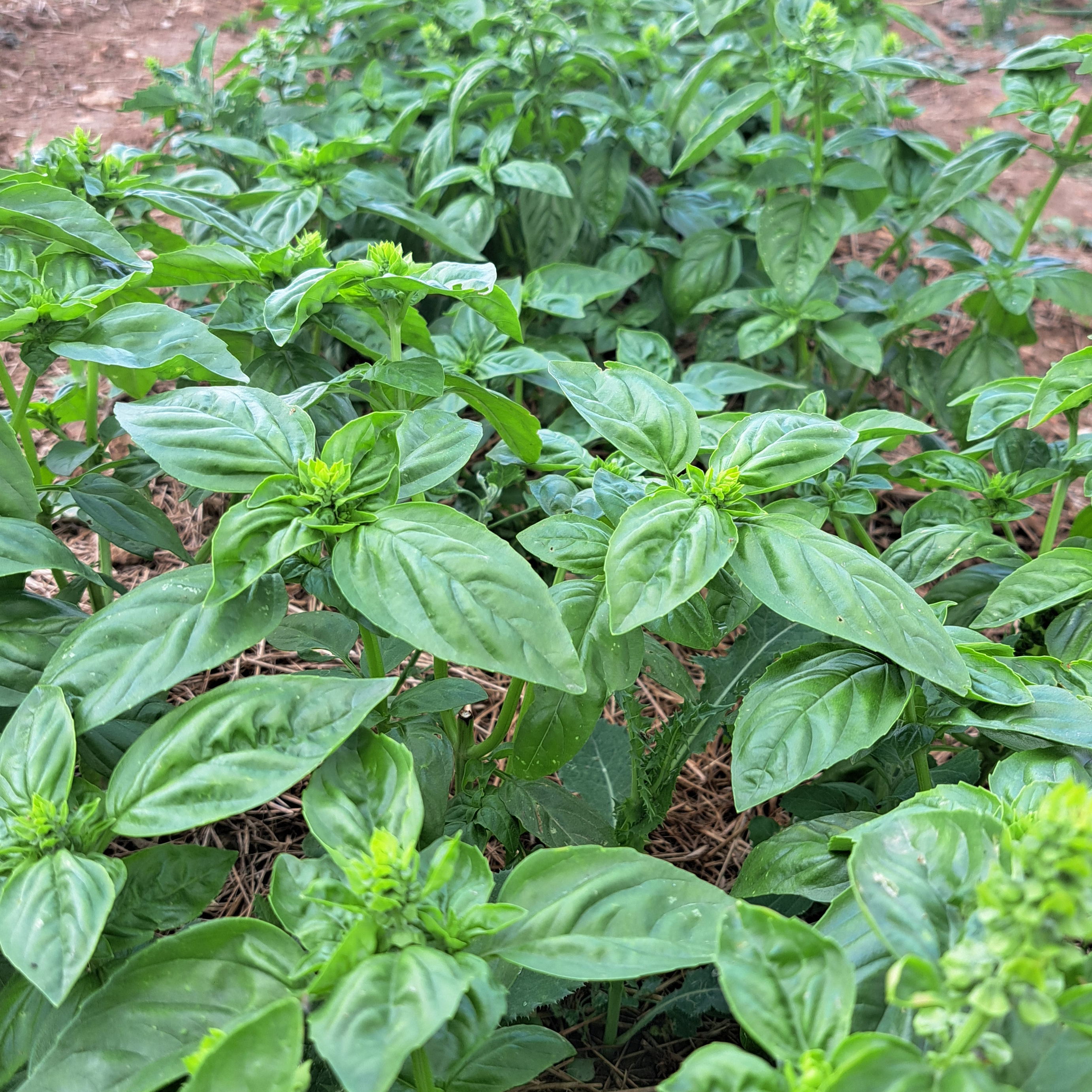 Basilic vert