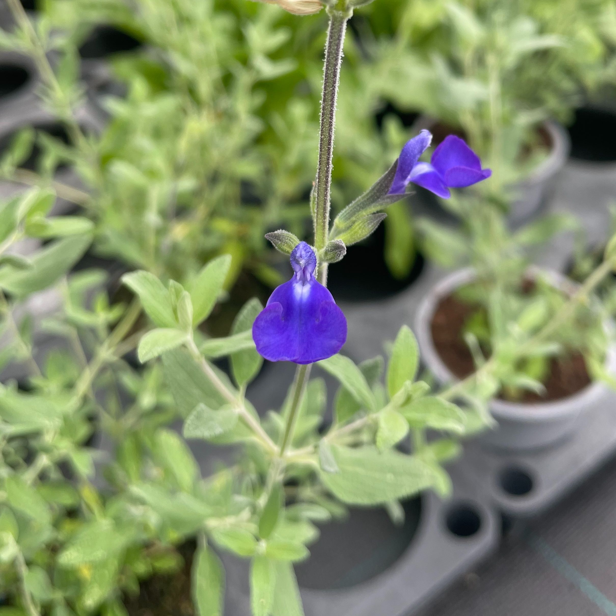 Salvia 'Royal Blue'