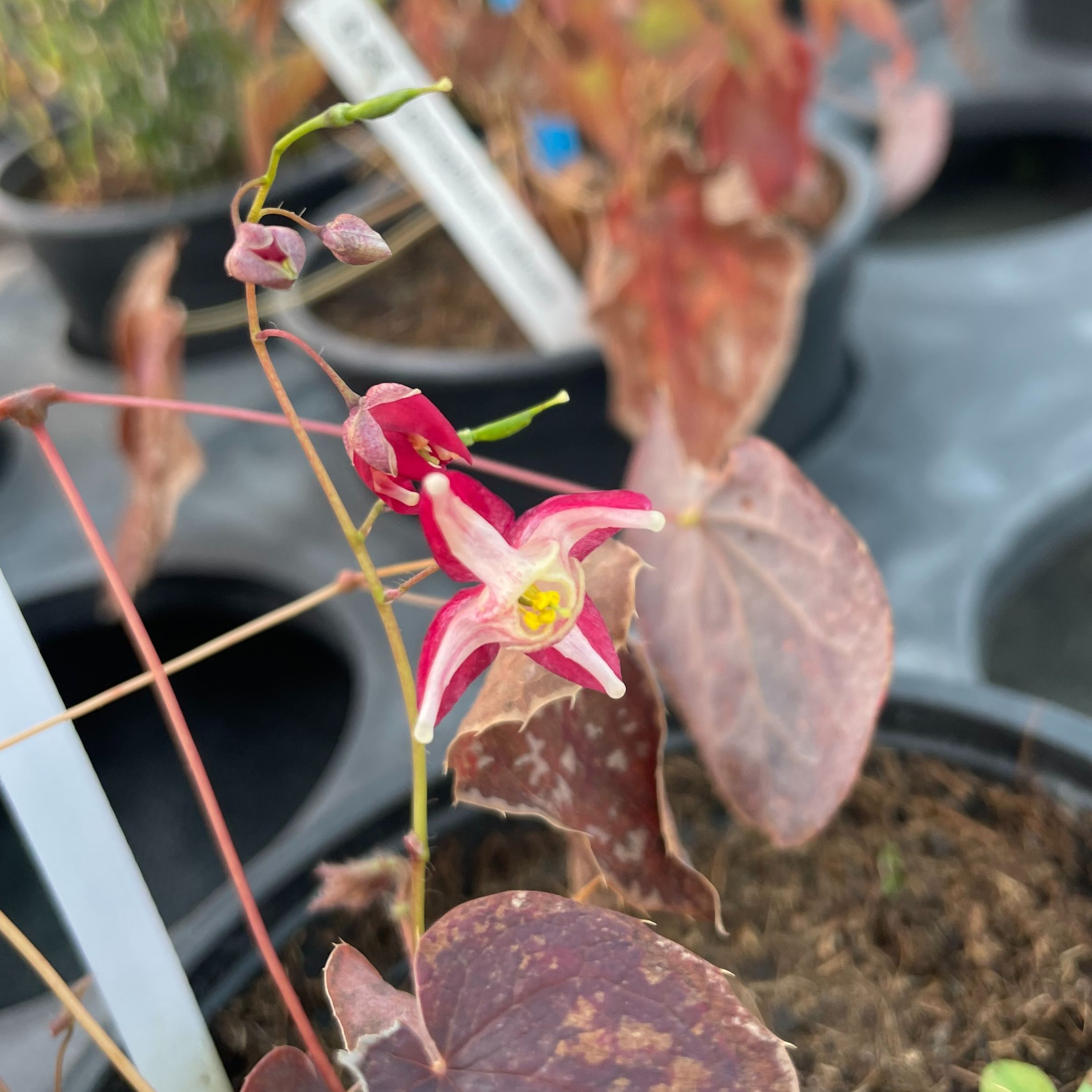 Epimedium rubrum