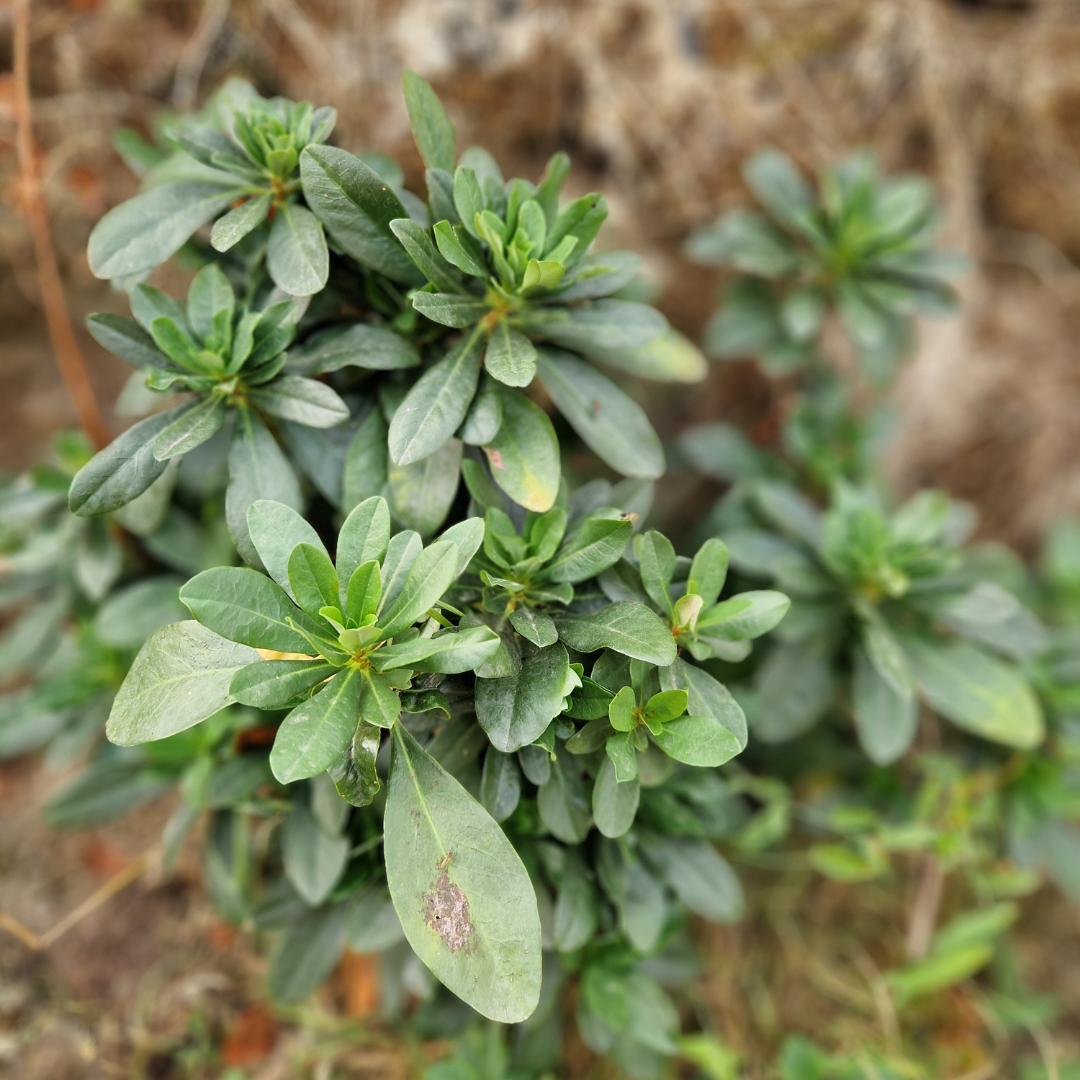 Euphorbia amygdaloïdes robbiae