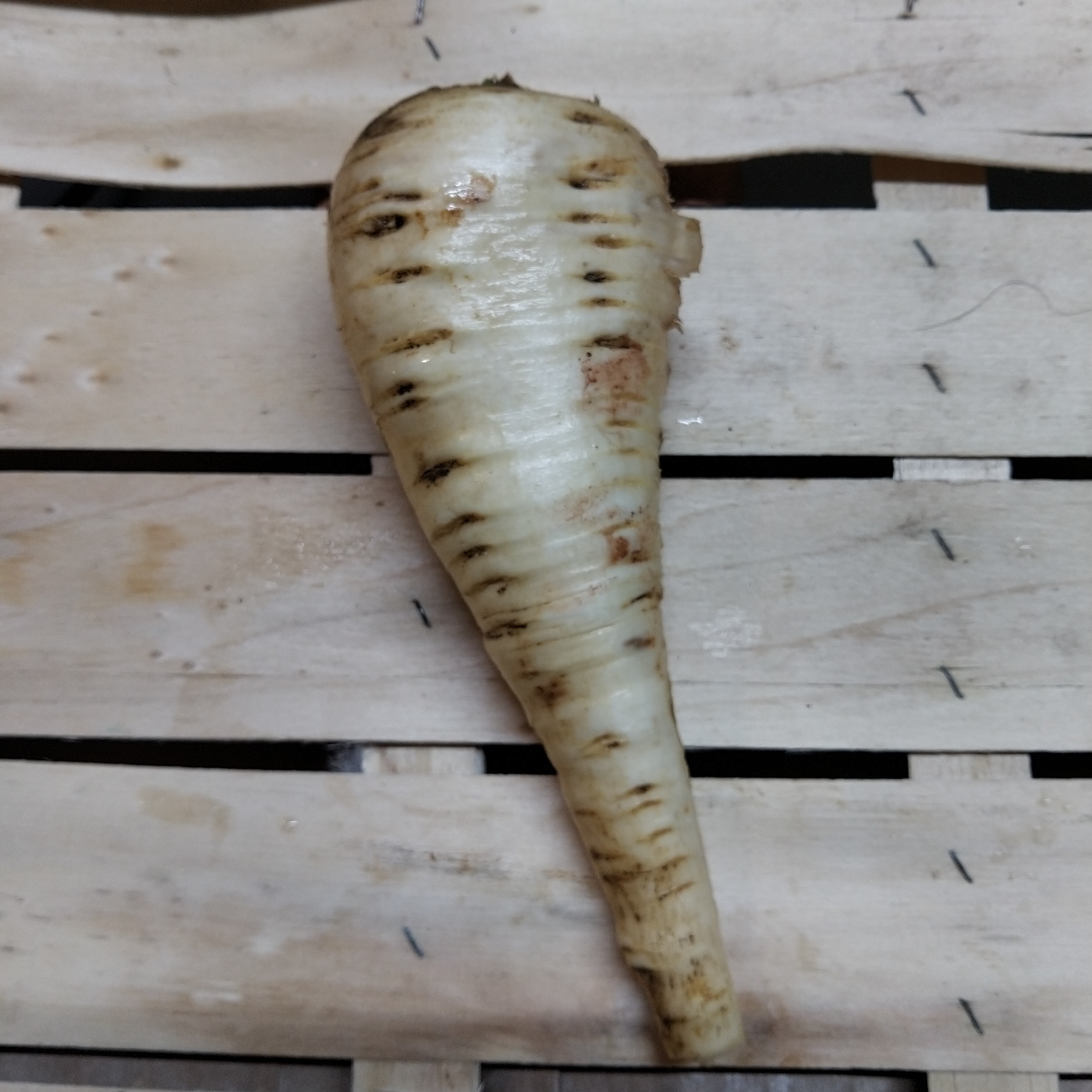 Panais pièce - 300g