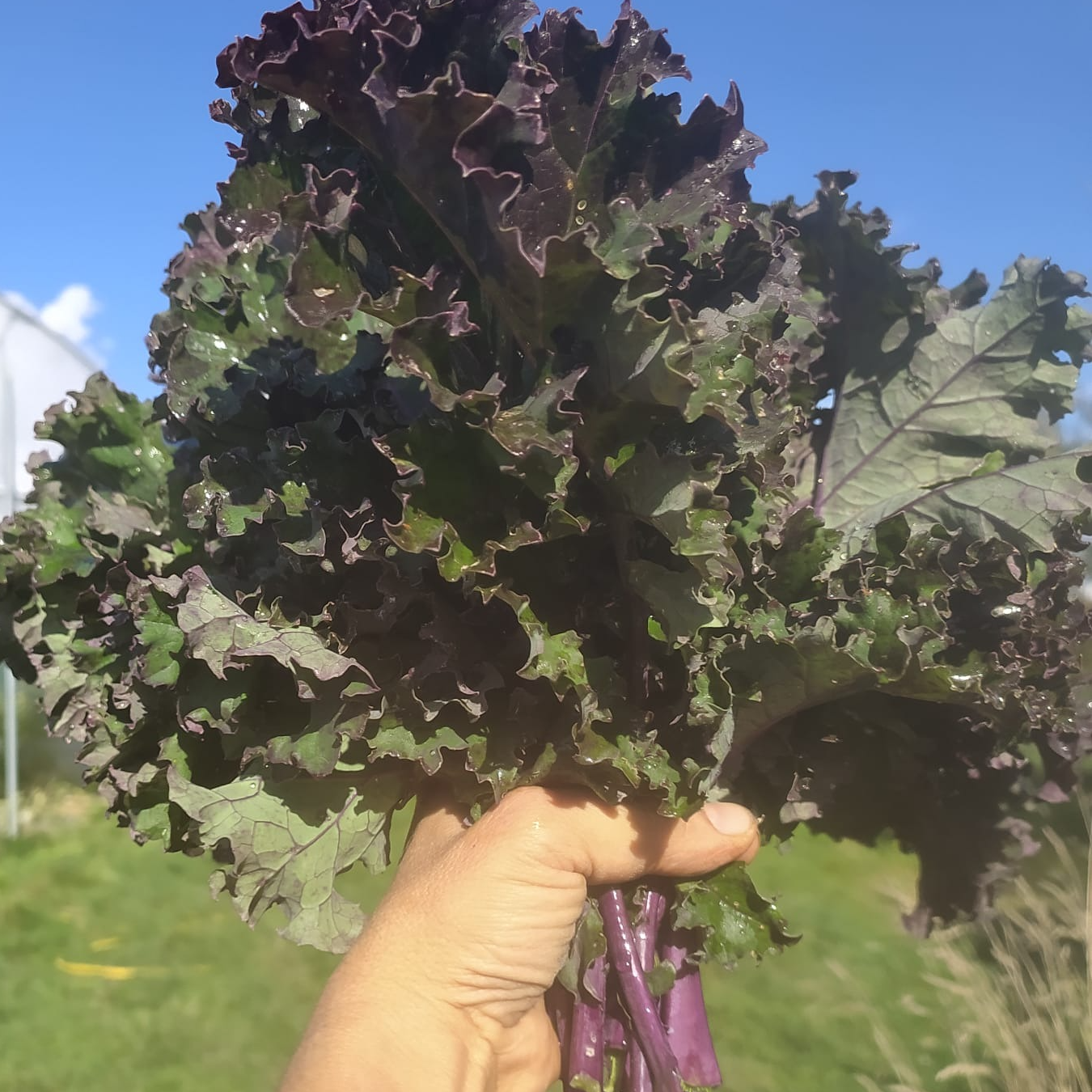 chou kale en botte 300g - 300g