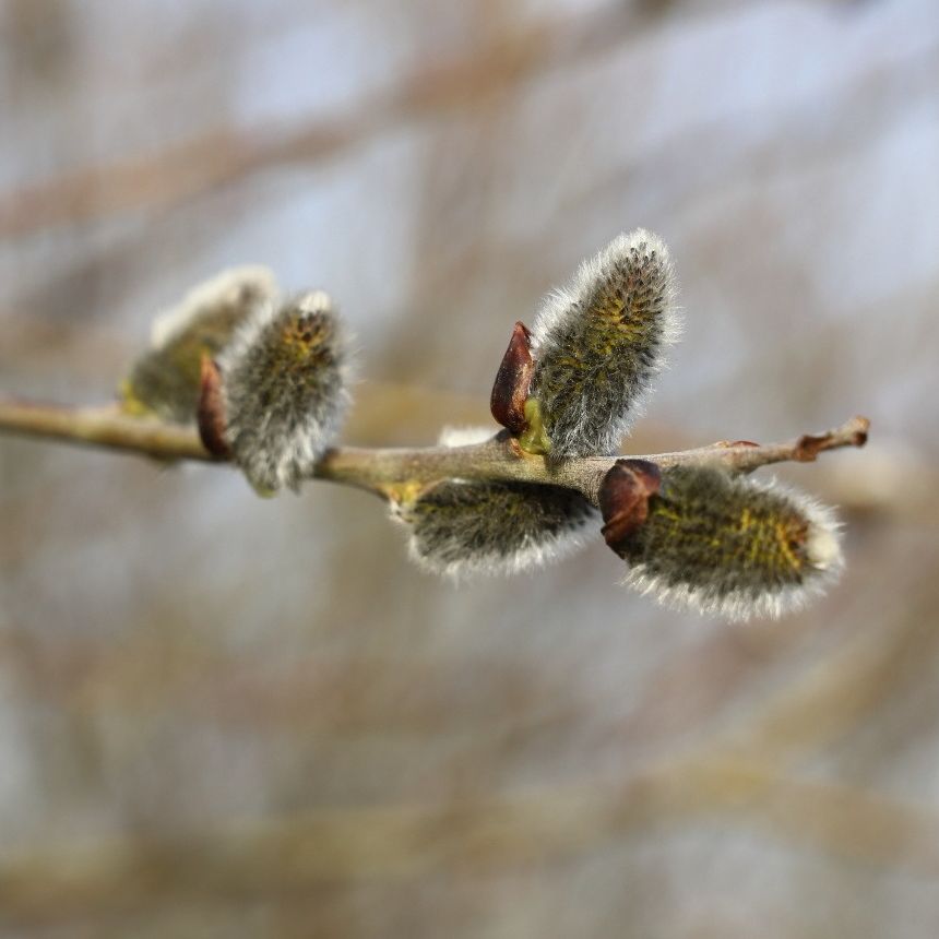 Saule marsault (Salix caprea mâle)