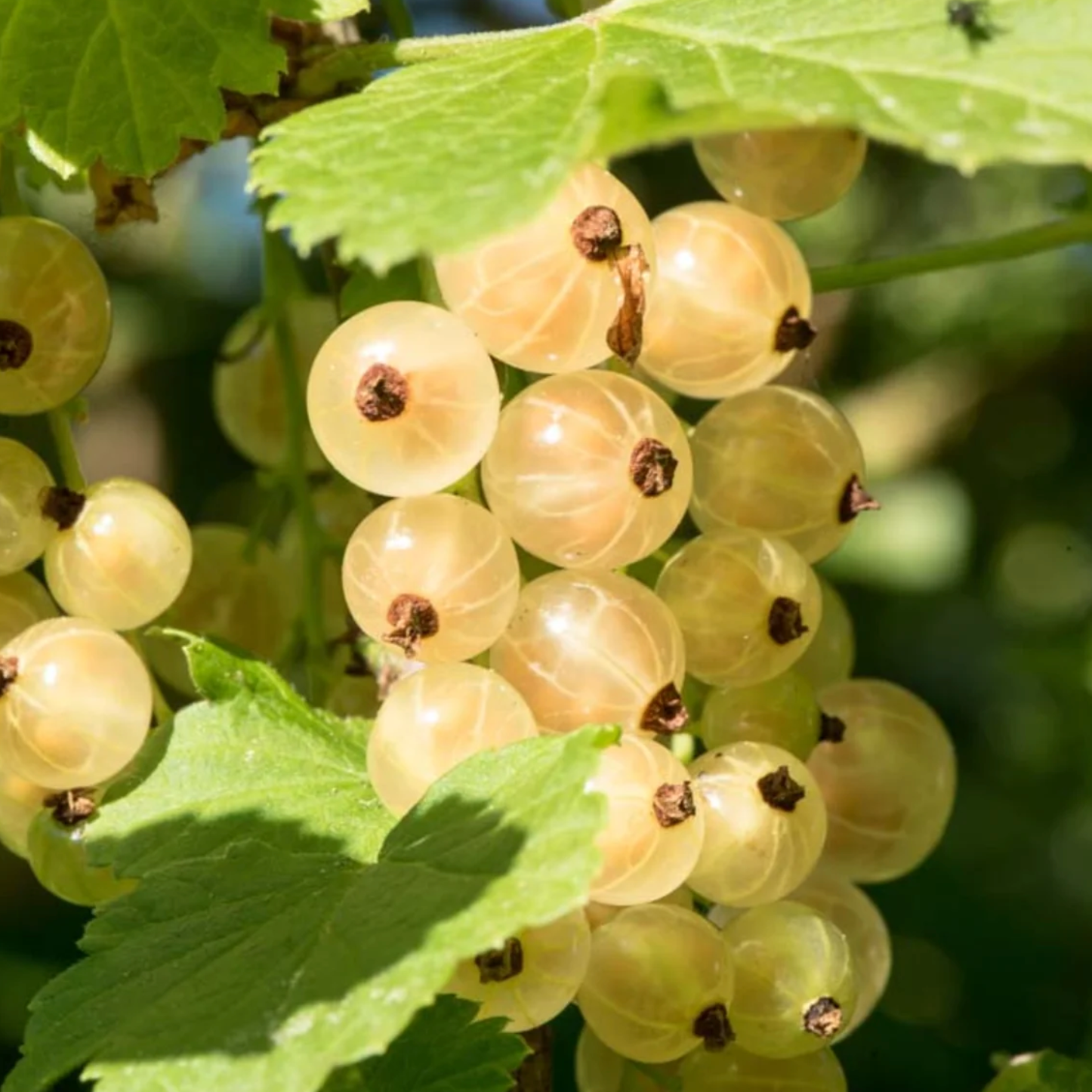 Cassis blanc 'Ojeblanc' Pot 3L