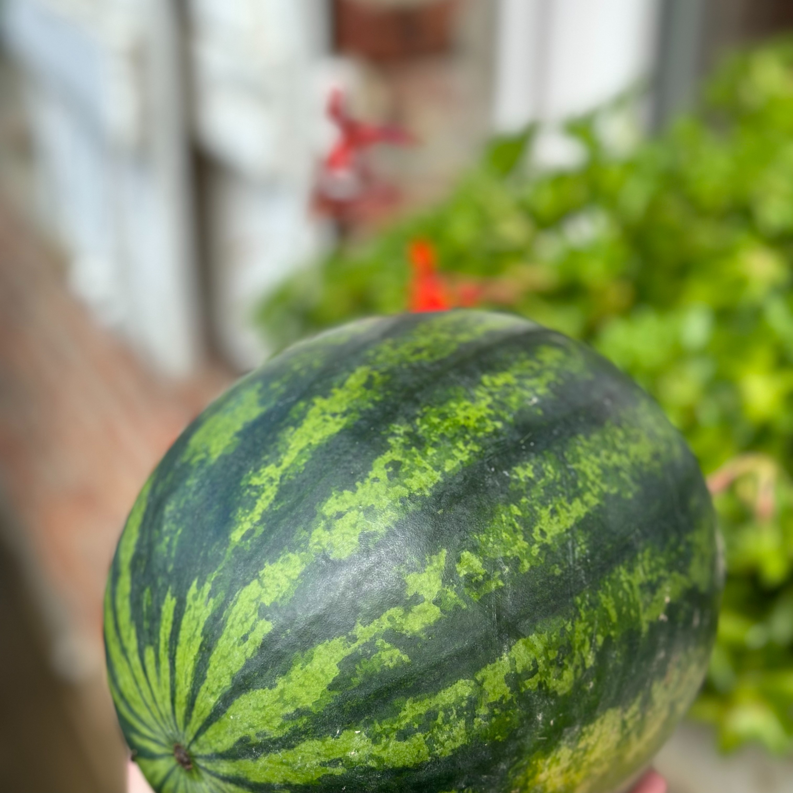 Pastèque - 1kg