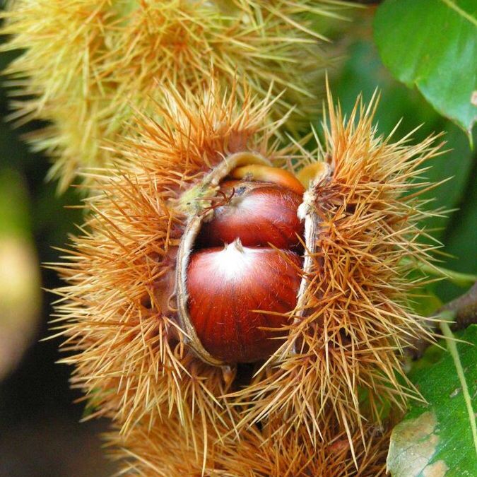 Châtaigner - Castanea sativa "Marron de Lyon"