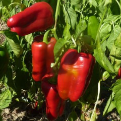 Plant Poivrons type espagnol