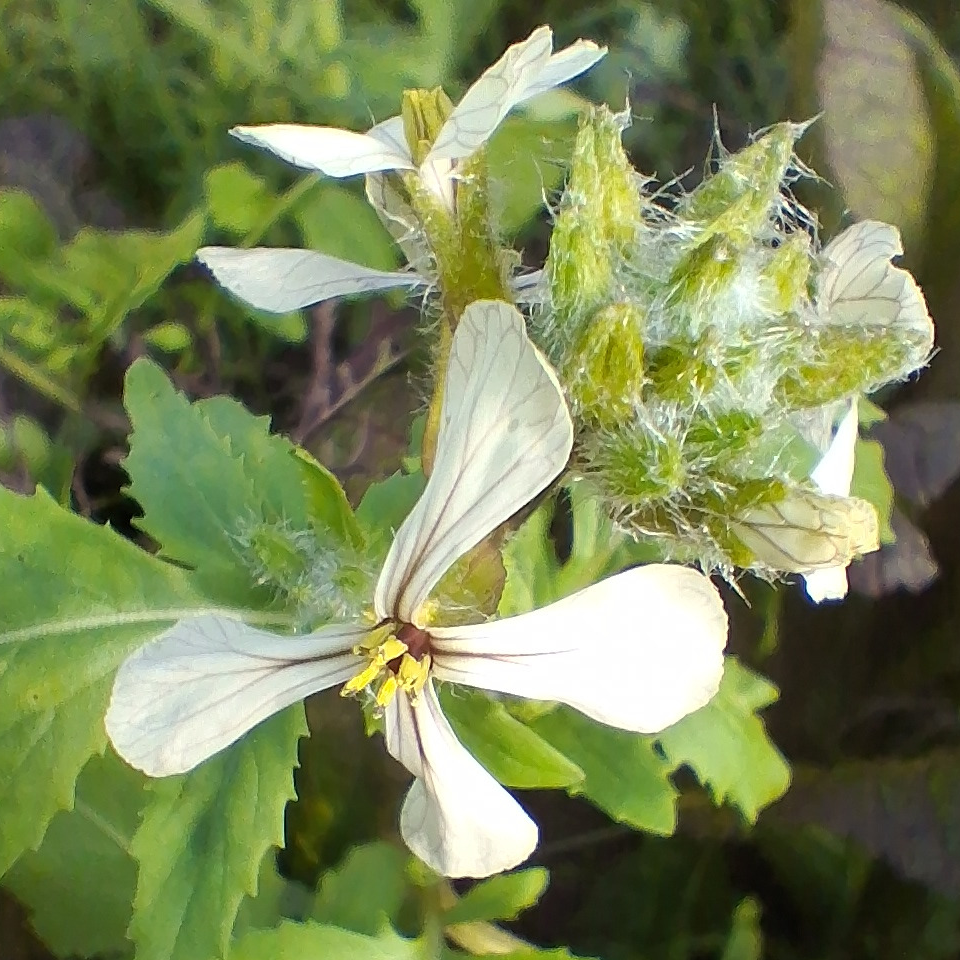 Fleurs de moutarde , roquette et chou