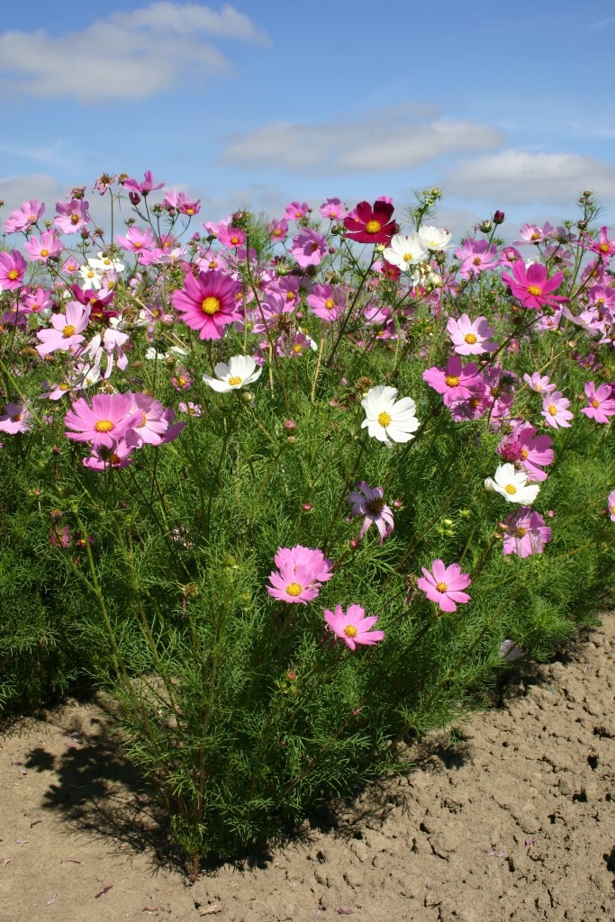 cosmos sensation en mélange
