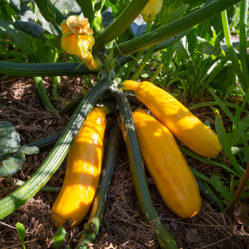 COURGETTE jaune Bio