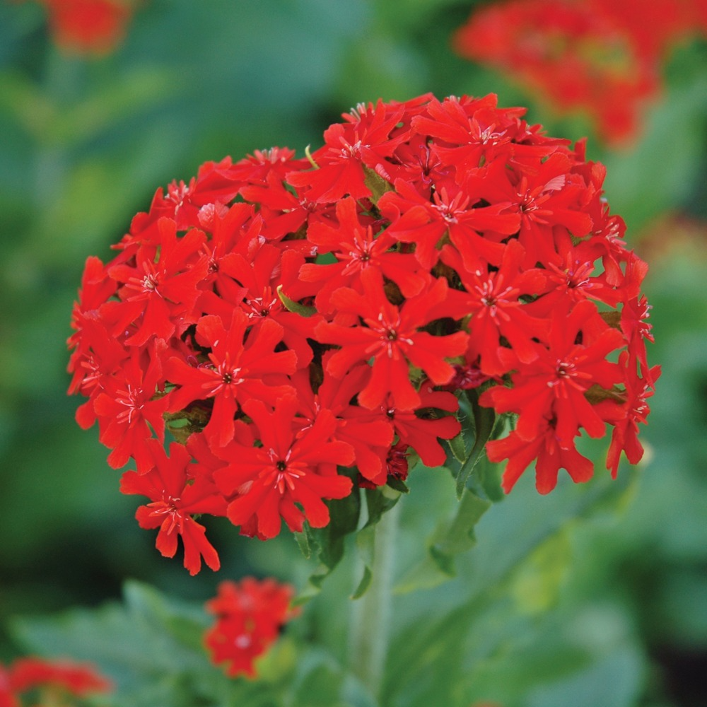 Croix de Jérusalem en godet 8 cm