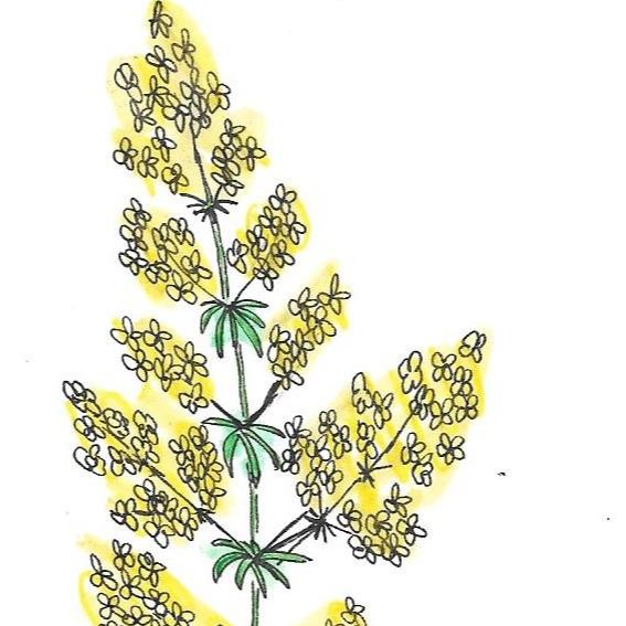 Gaillet jaune - 30ml