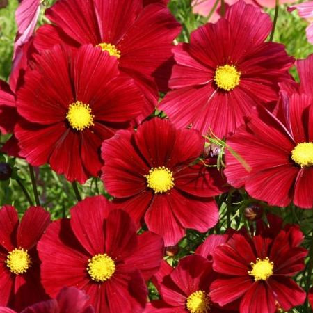 Cosmos rubenza en godet 8 cm