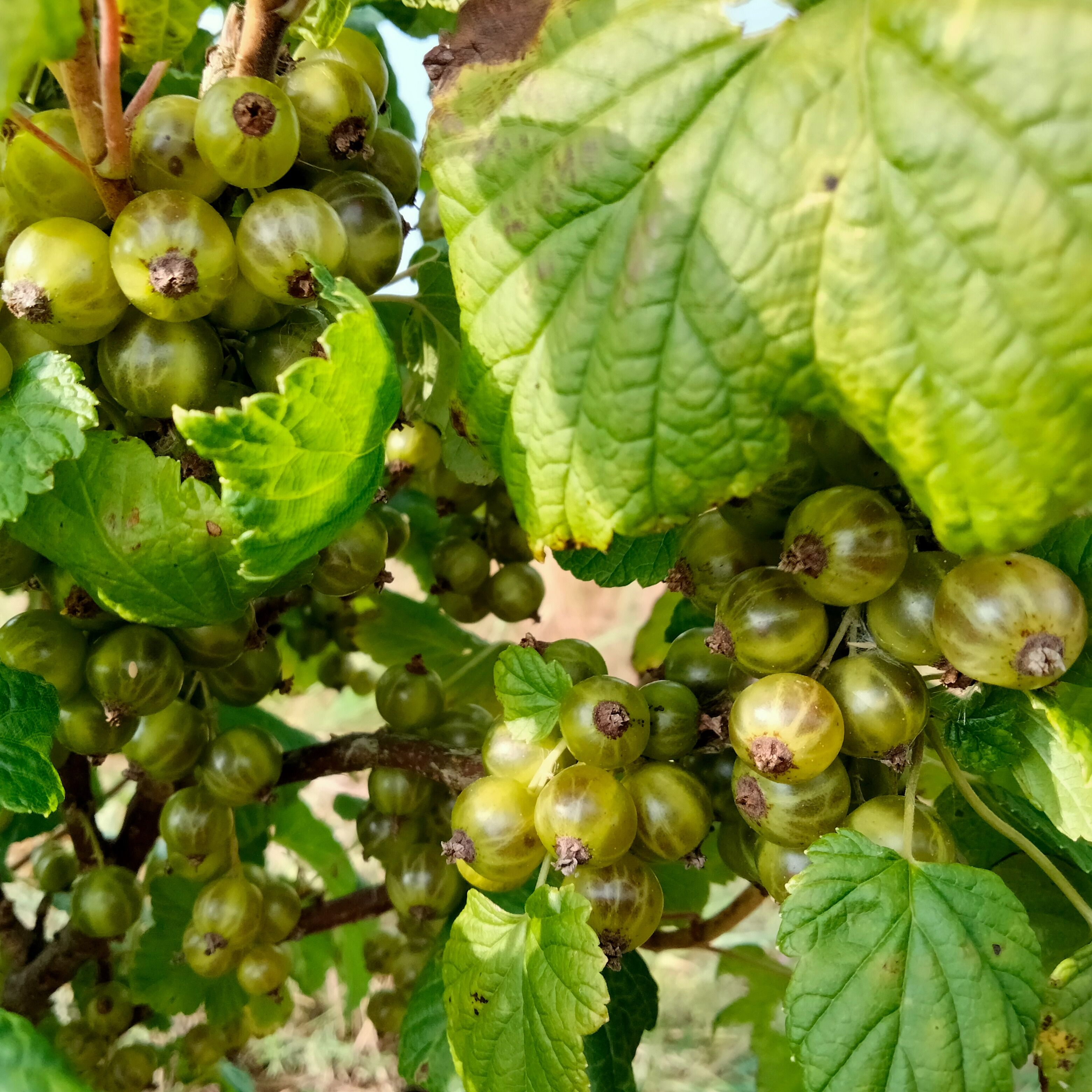 Cassissier Oge Blanc (autofertile, de saison)