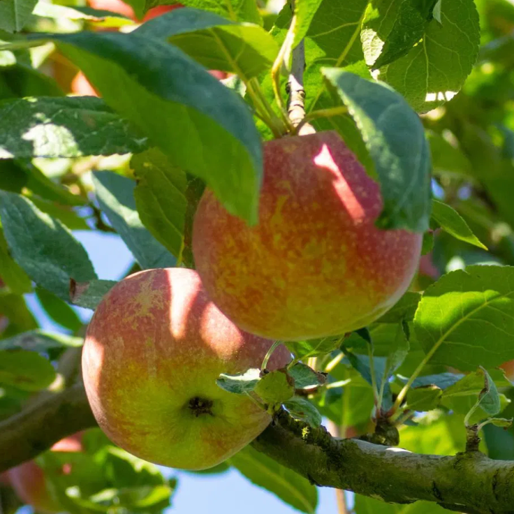 Pommier 'Reinette Baumann' / Bittenfelder Racines nues