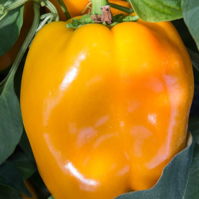 Plant de Poivron- Calwonder golden