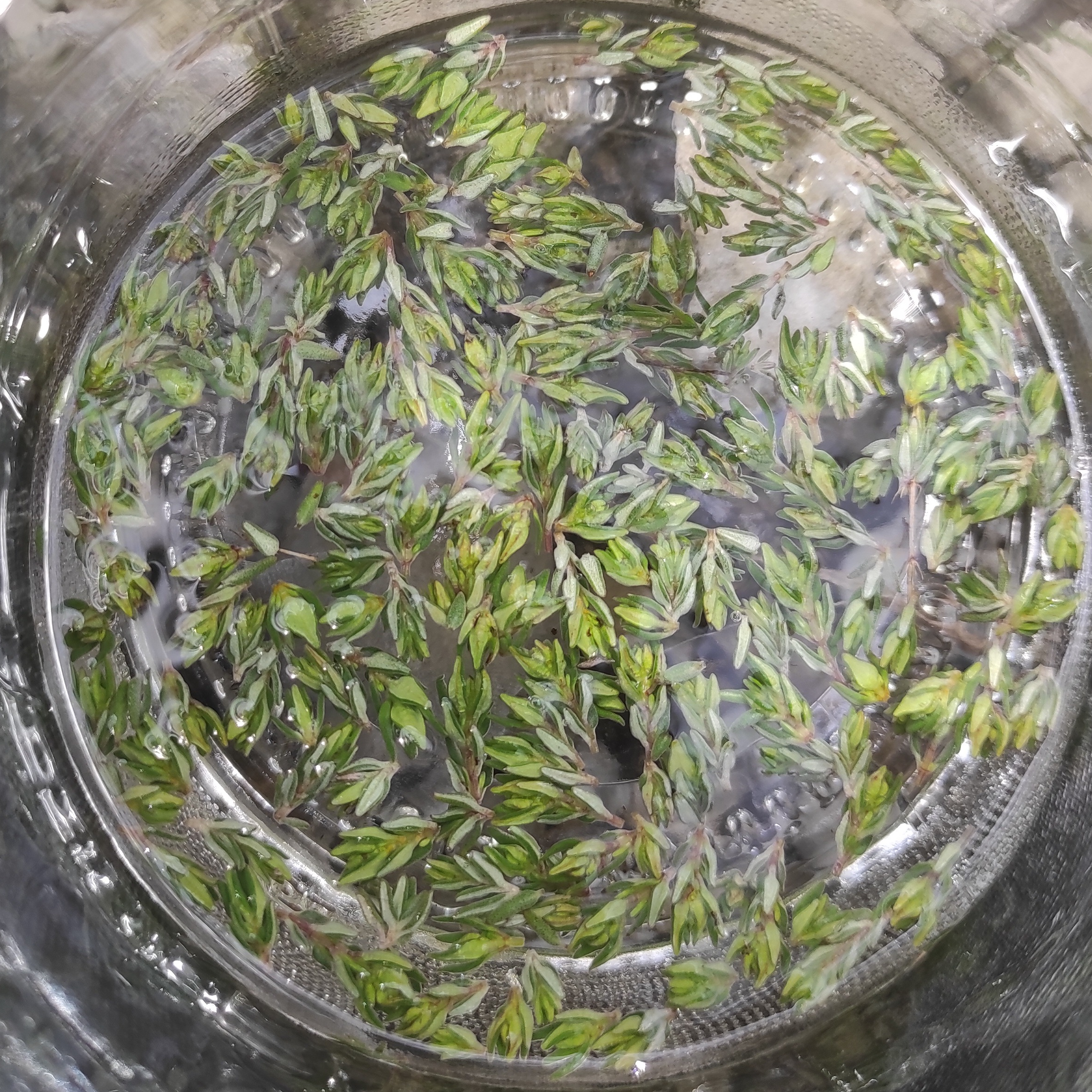 Gemmothérapie Thym - 30ml