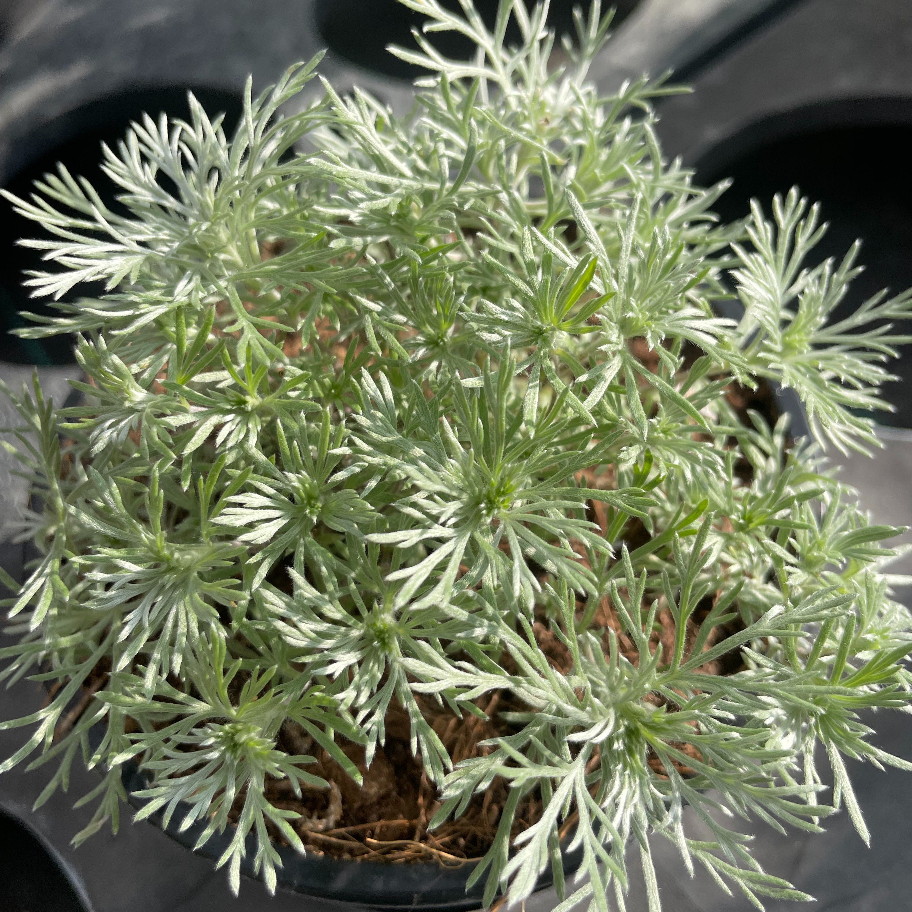 Artemisia schmidtiana 'Nana'