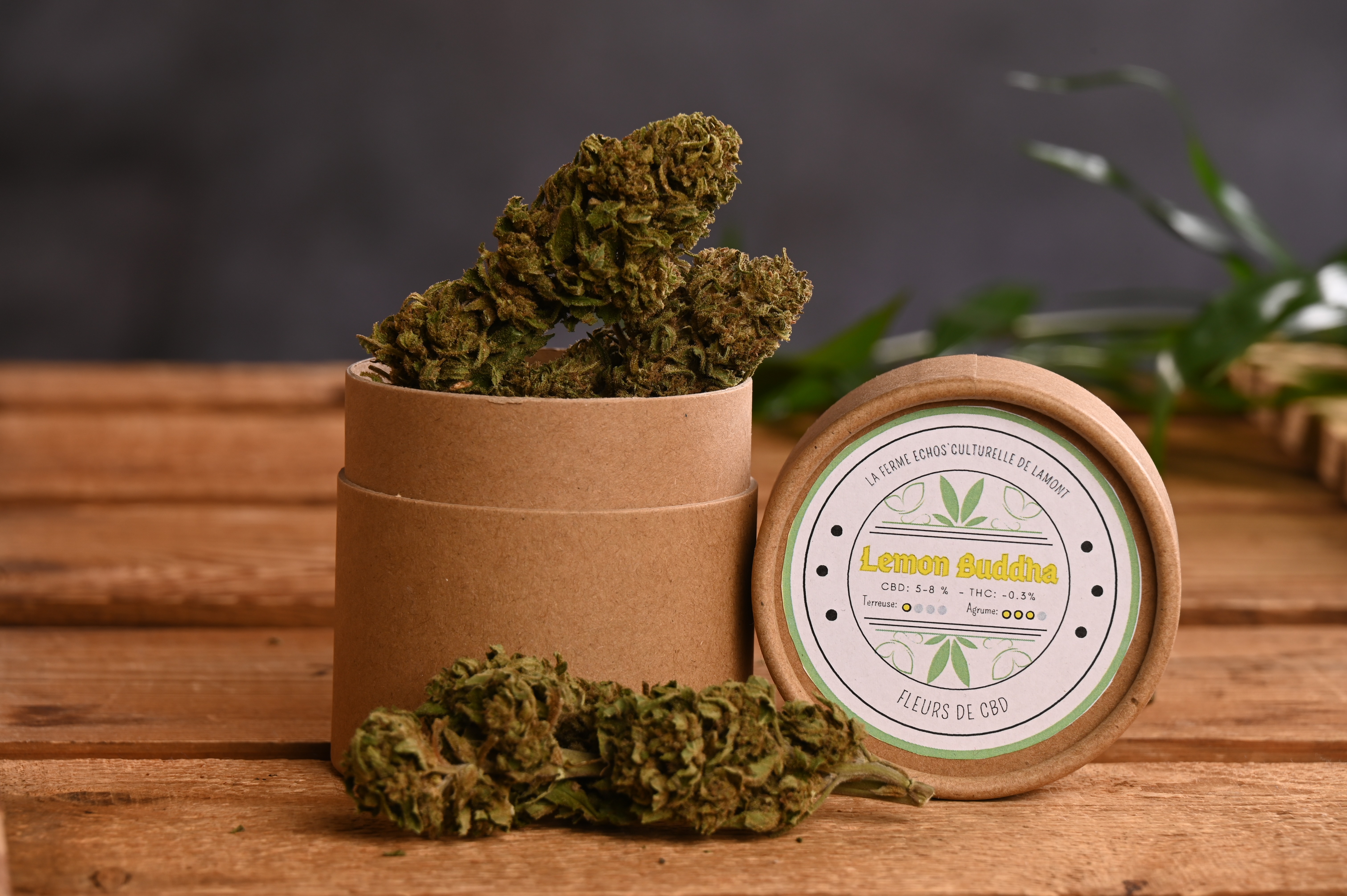 Fleurs de CBD Lemon Buddha