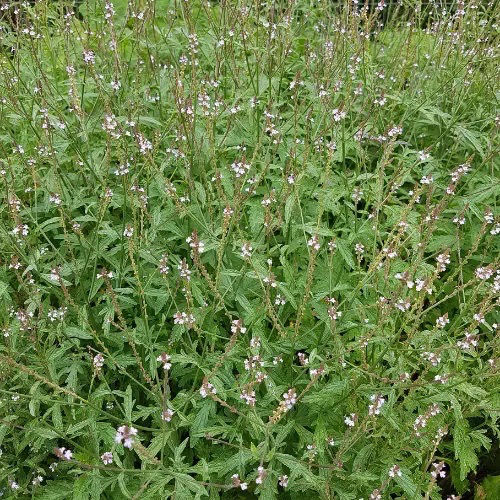 VERVEINE OFFICINALE Bio