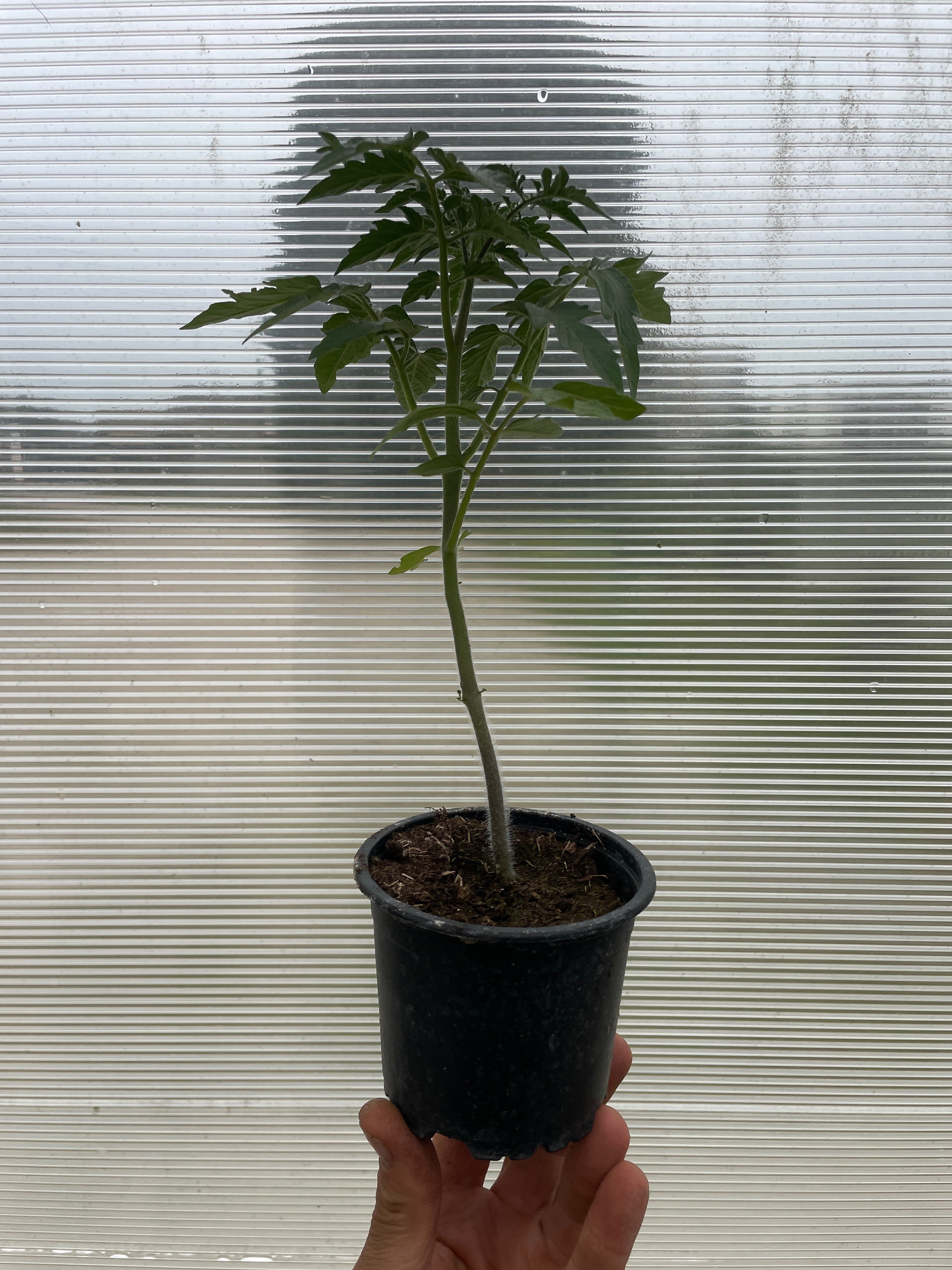 Plant de tomate coeur de boeuf