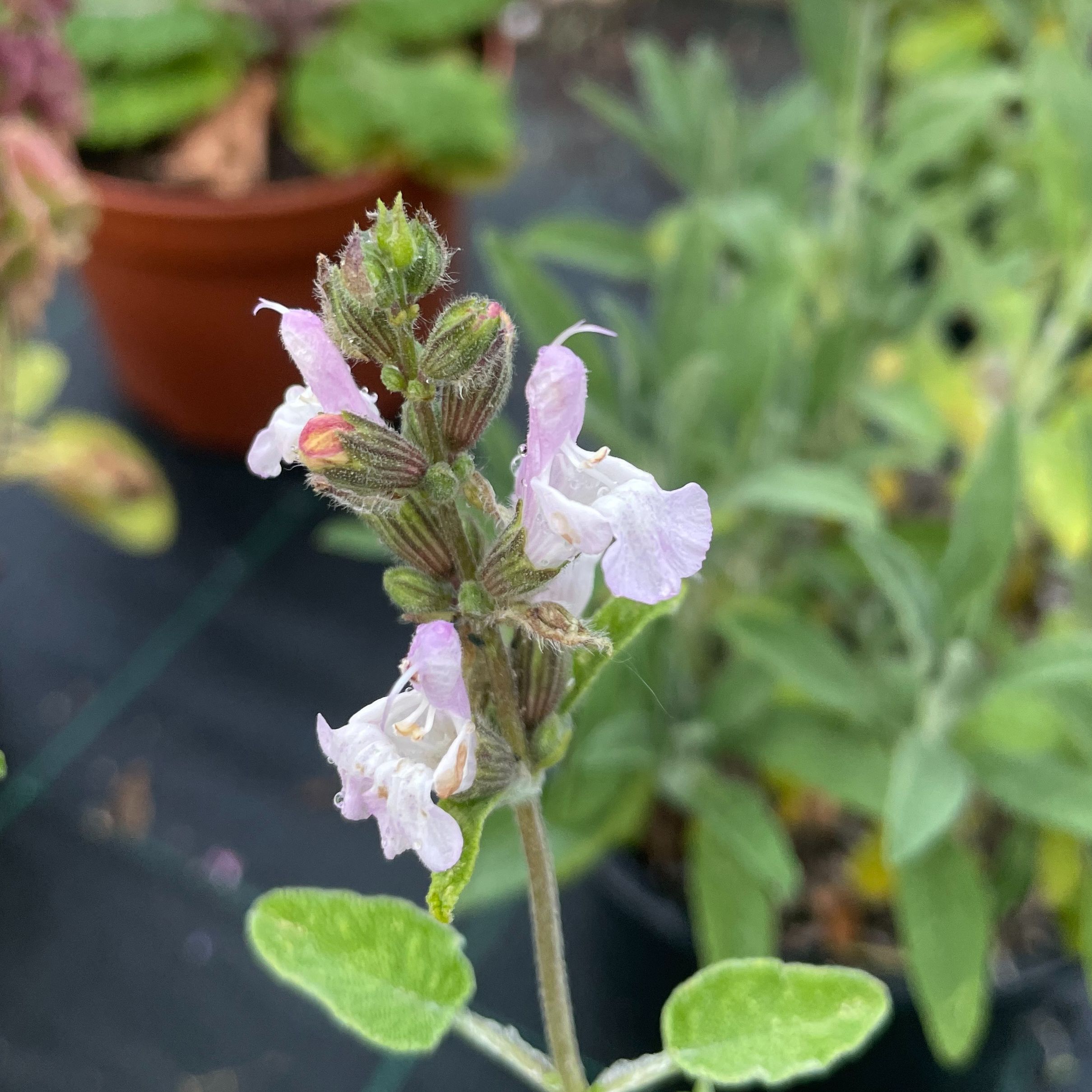 Salvia fruticosa ‘Syracuse'