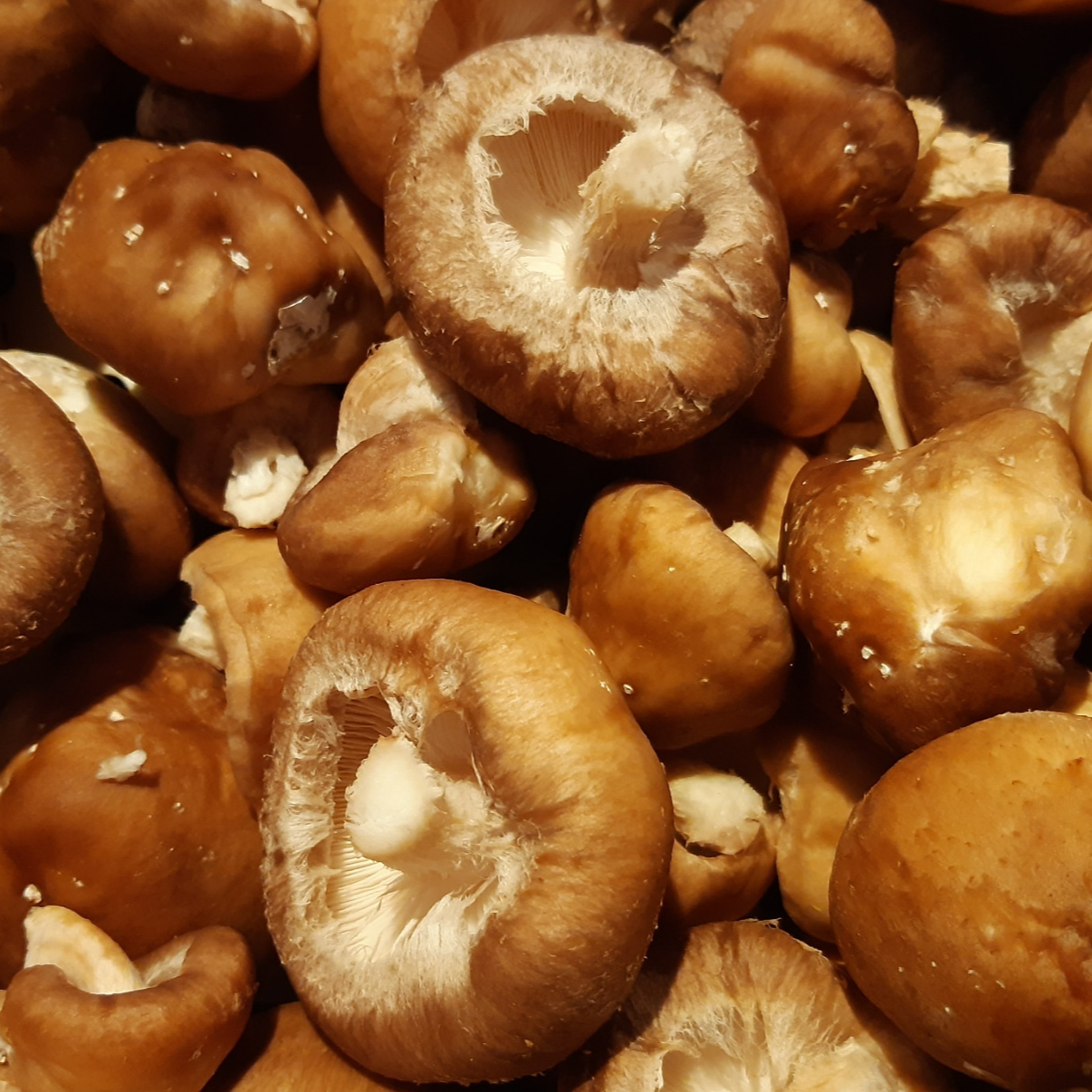 CHAMPIGNON SHIITAKE