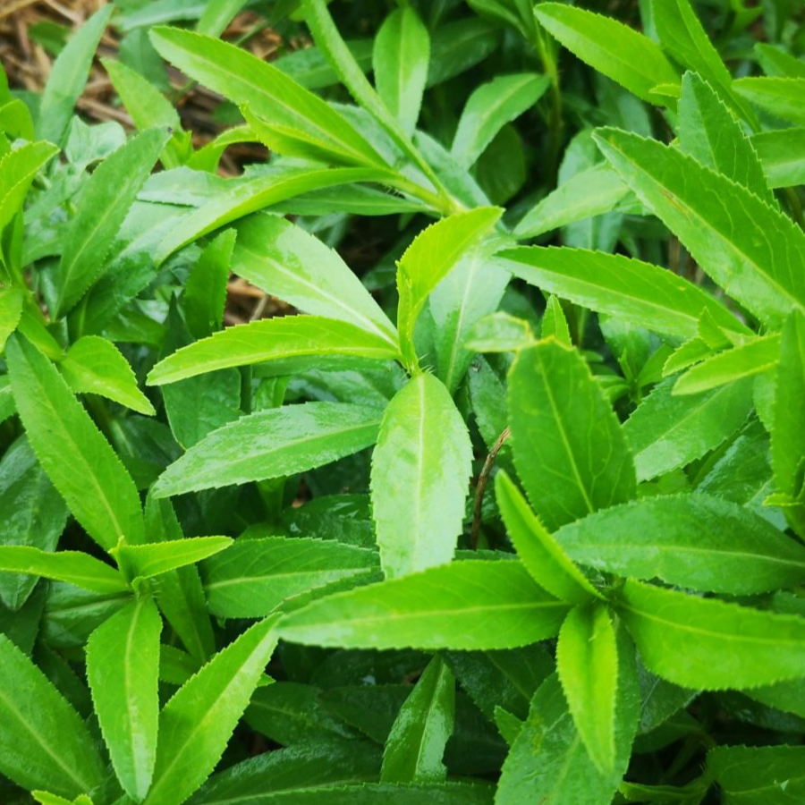 TB Feuilles Estragon de Mexique (40gr)