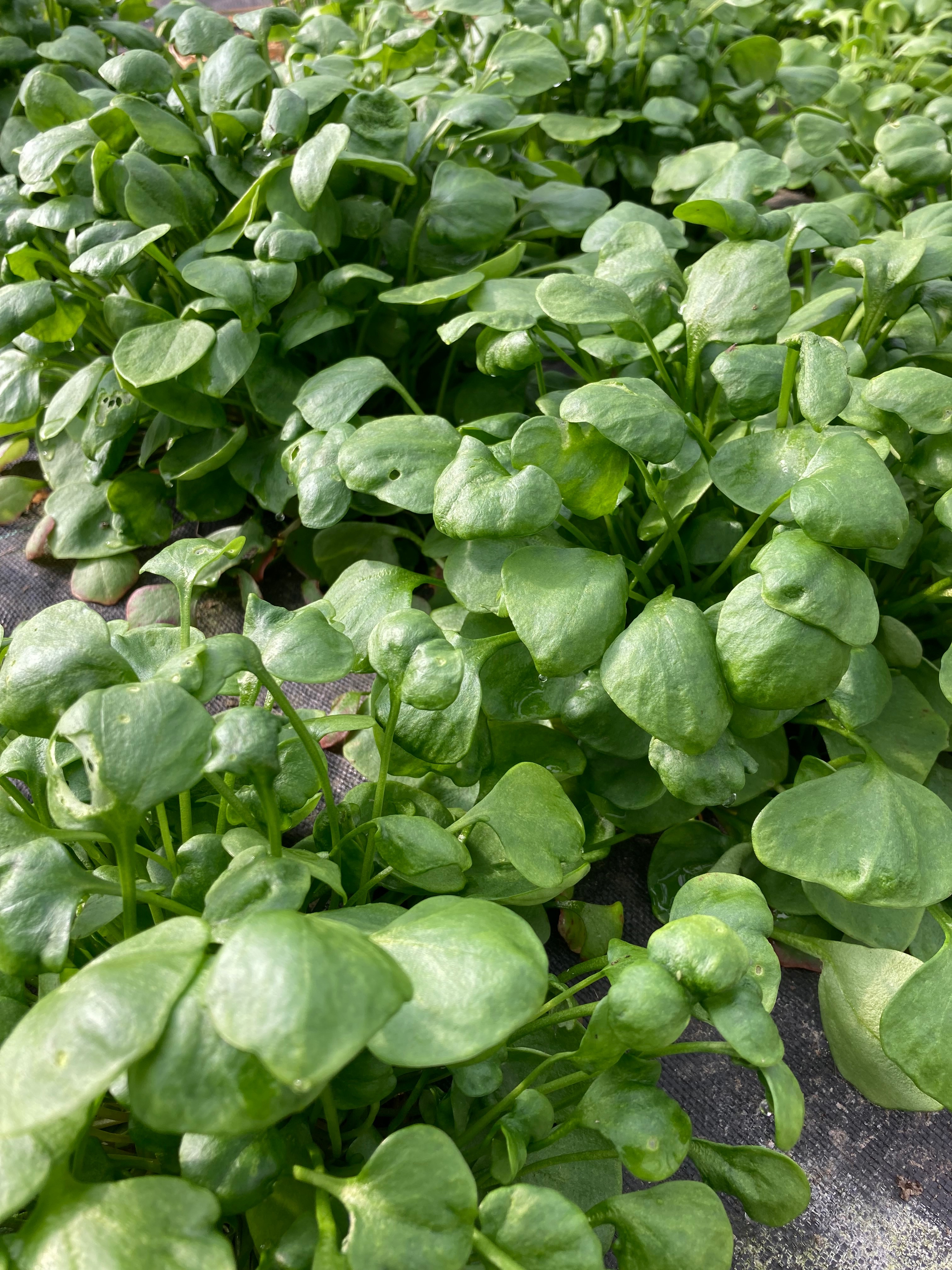 Salade ‘Pourpier’ - 125g