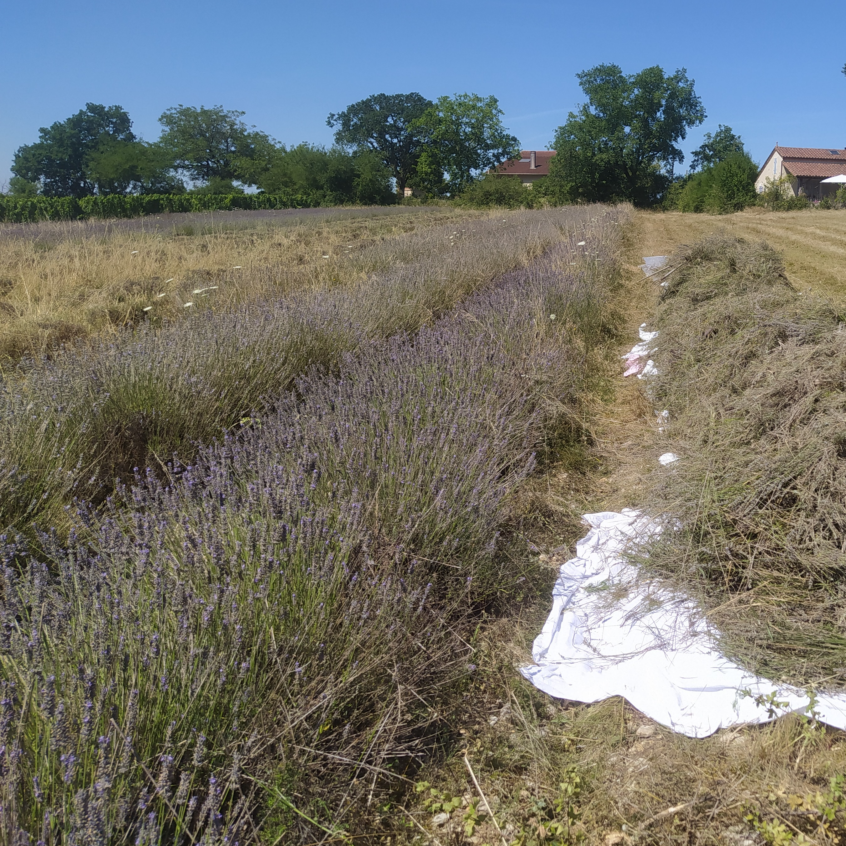 Huile essentielle de Lavandin Grosso 30ML