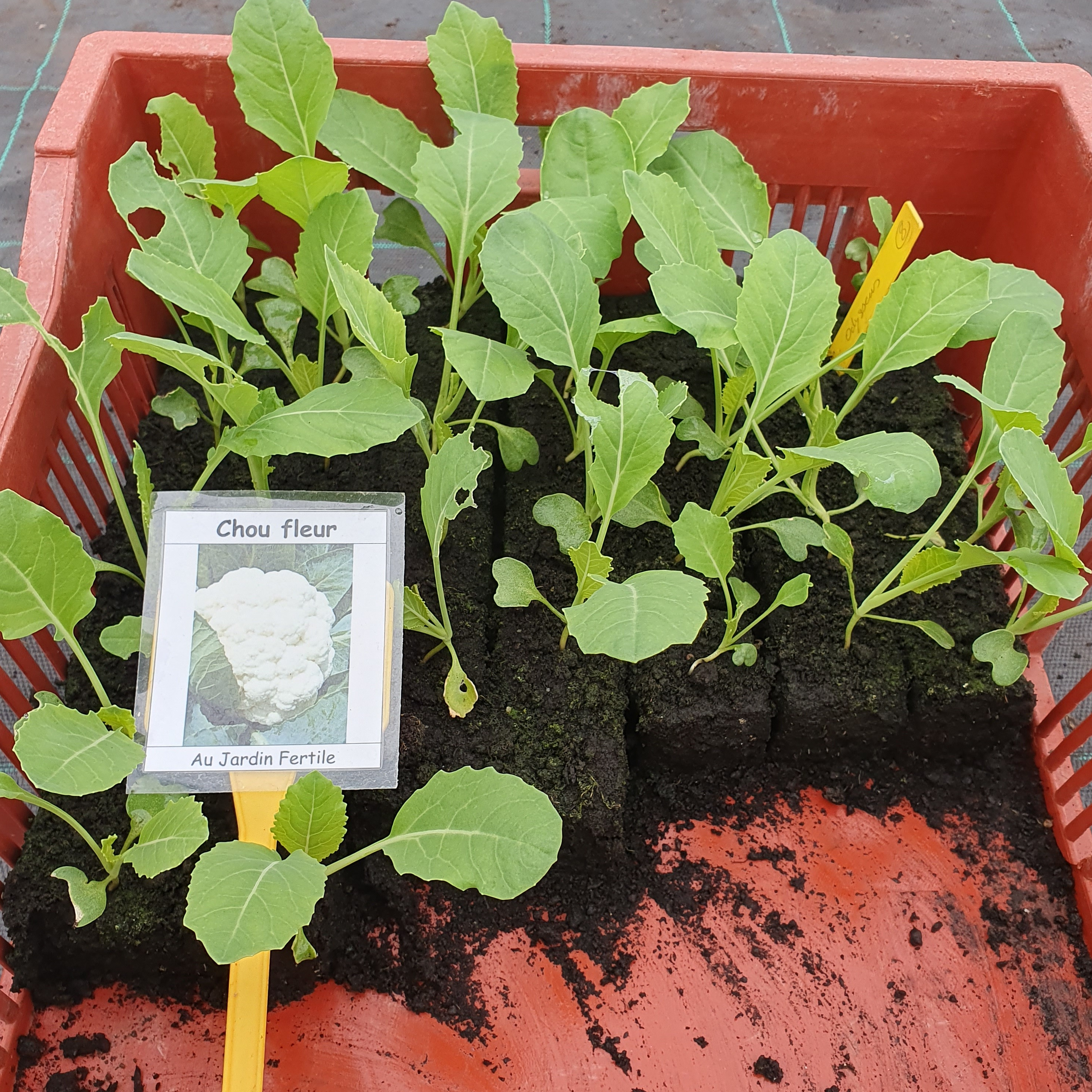 Plant Chou-fleur Odysseus