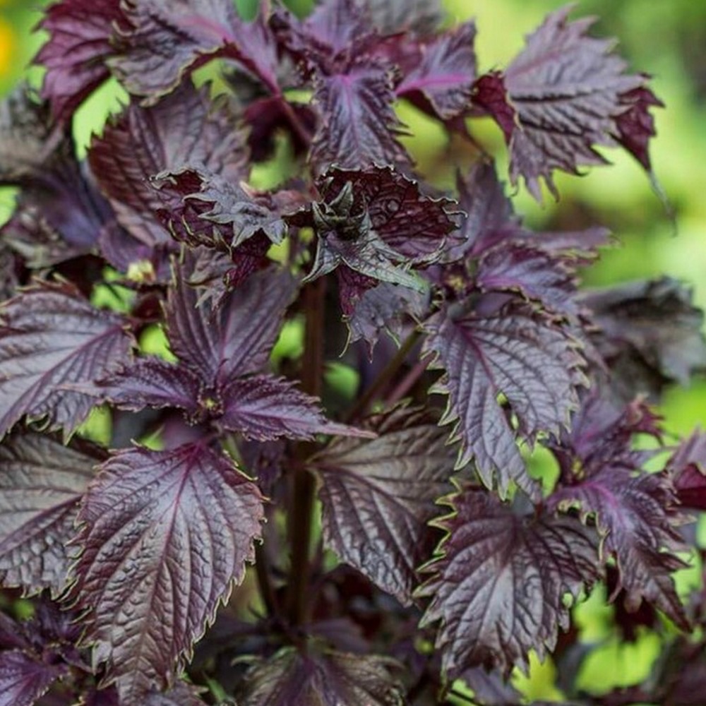 Bouquet de Shiso