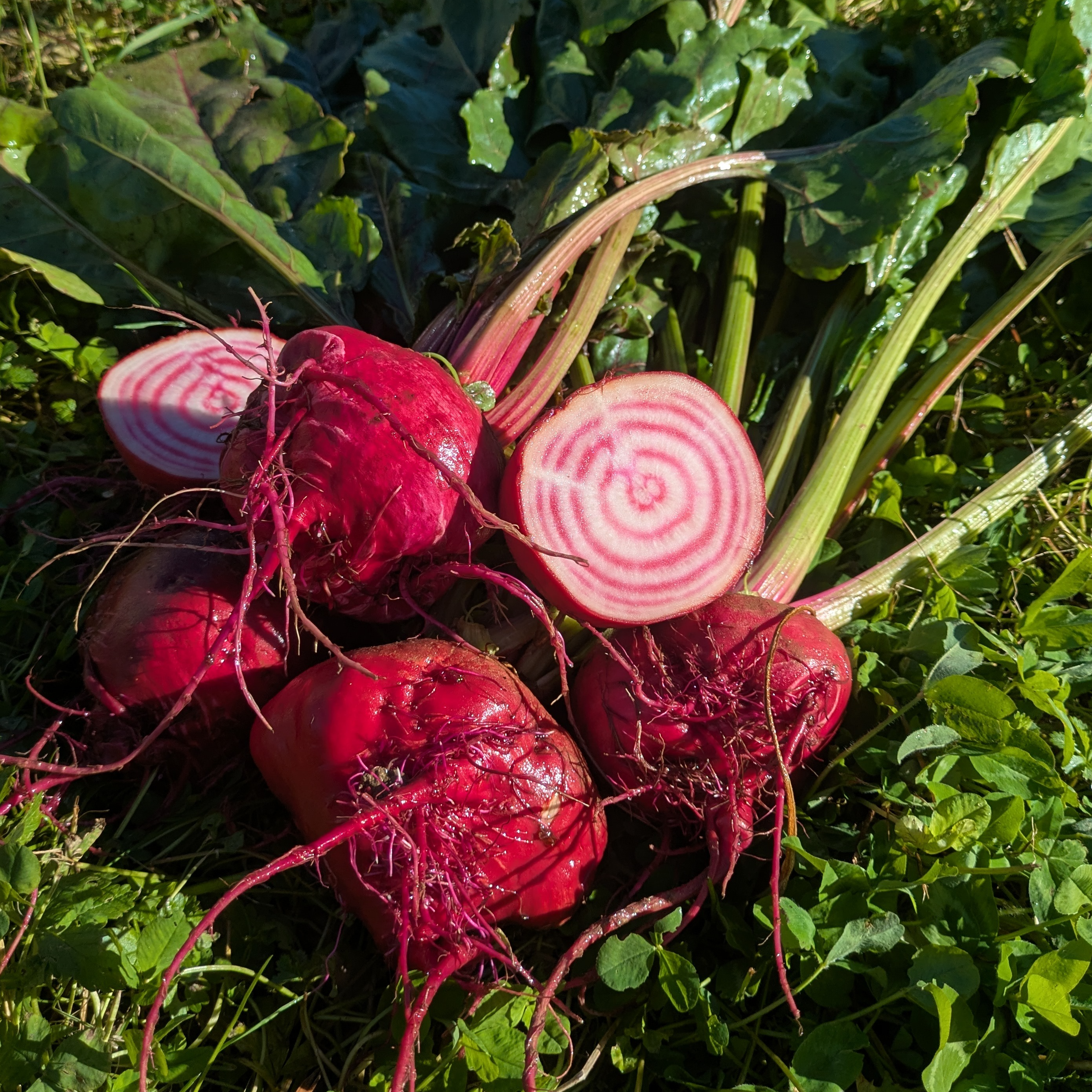 betterave chioggia