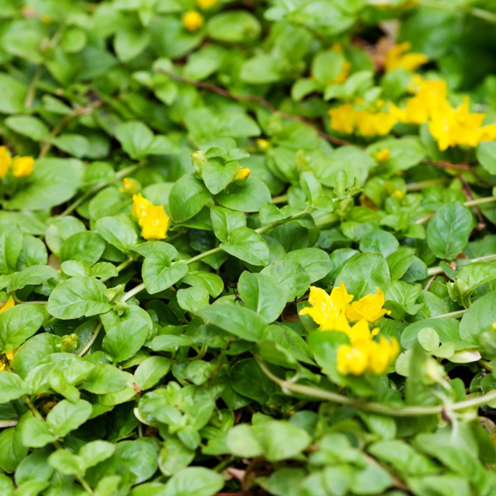 Lysimaque Goldilocks Pot 1L