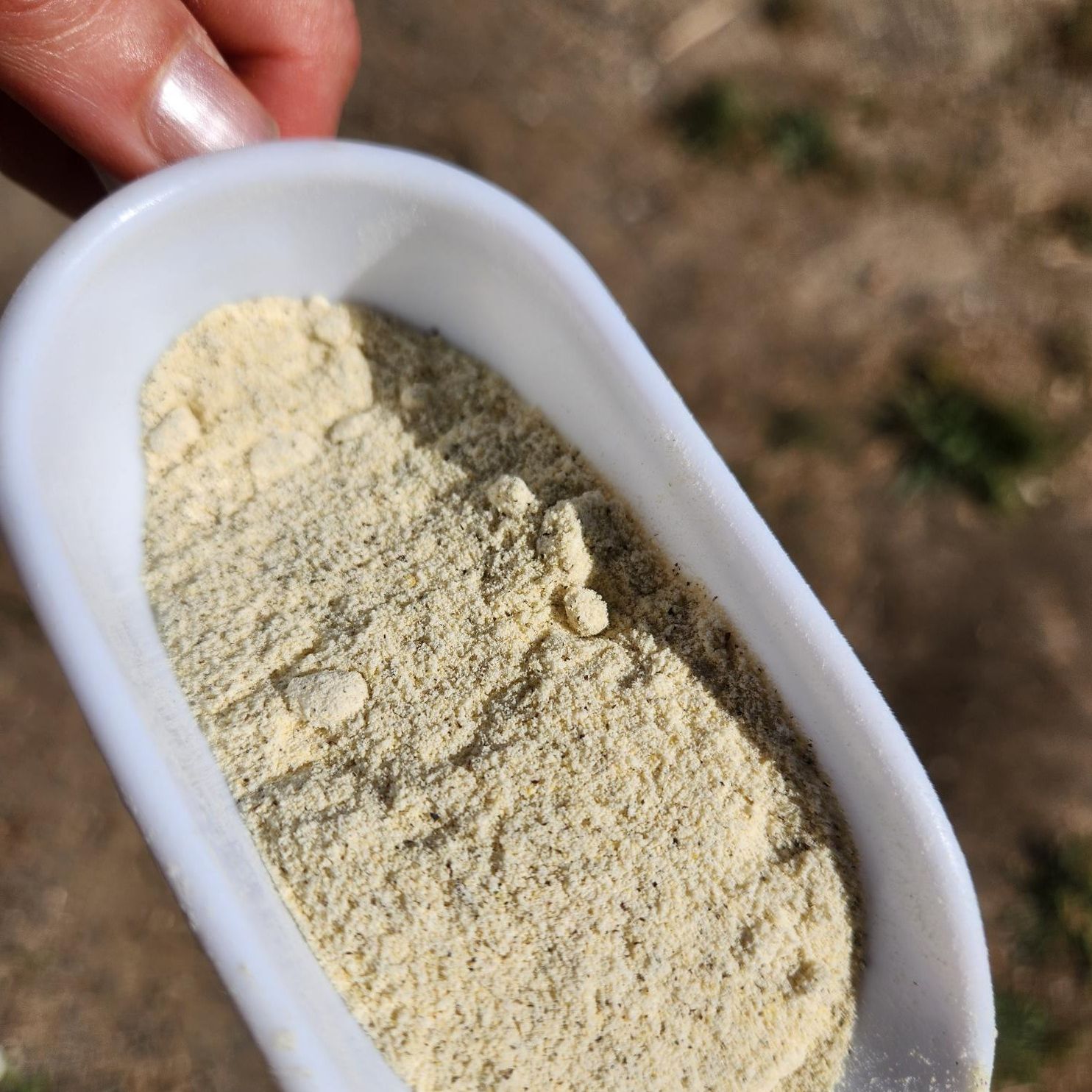 farine de lentille bio - Ferme de la Tesso