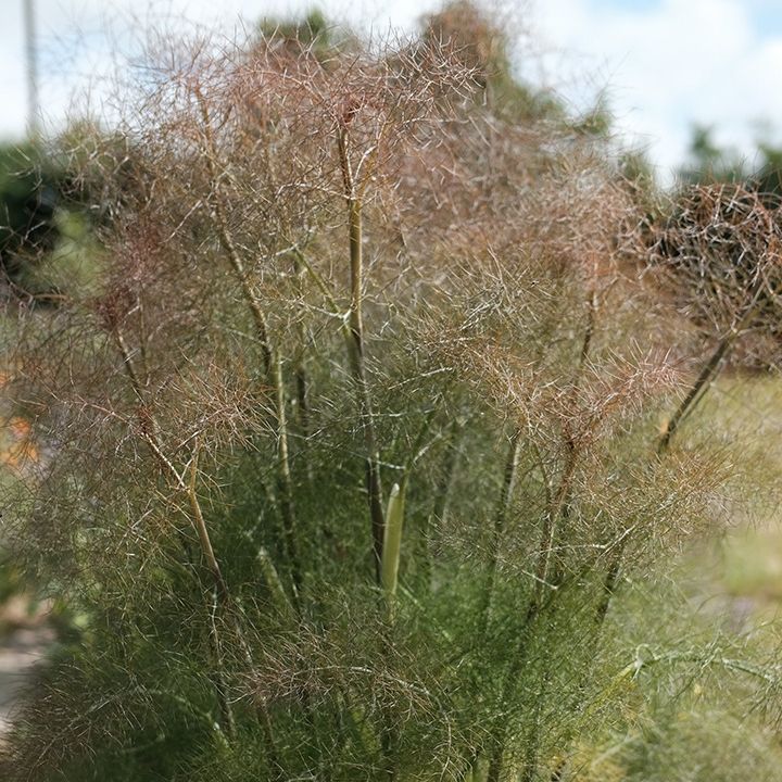 Fenouil bronze