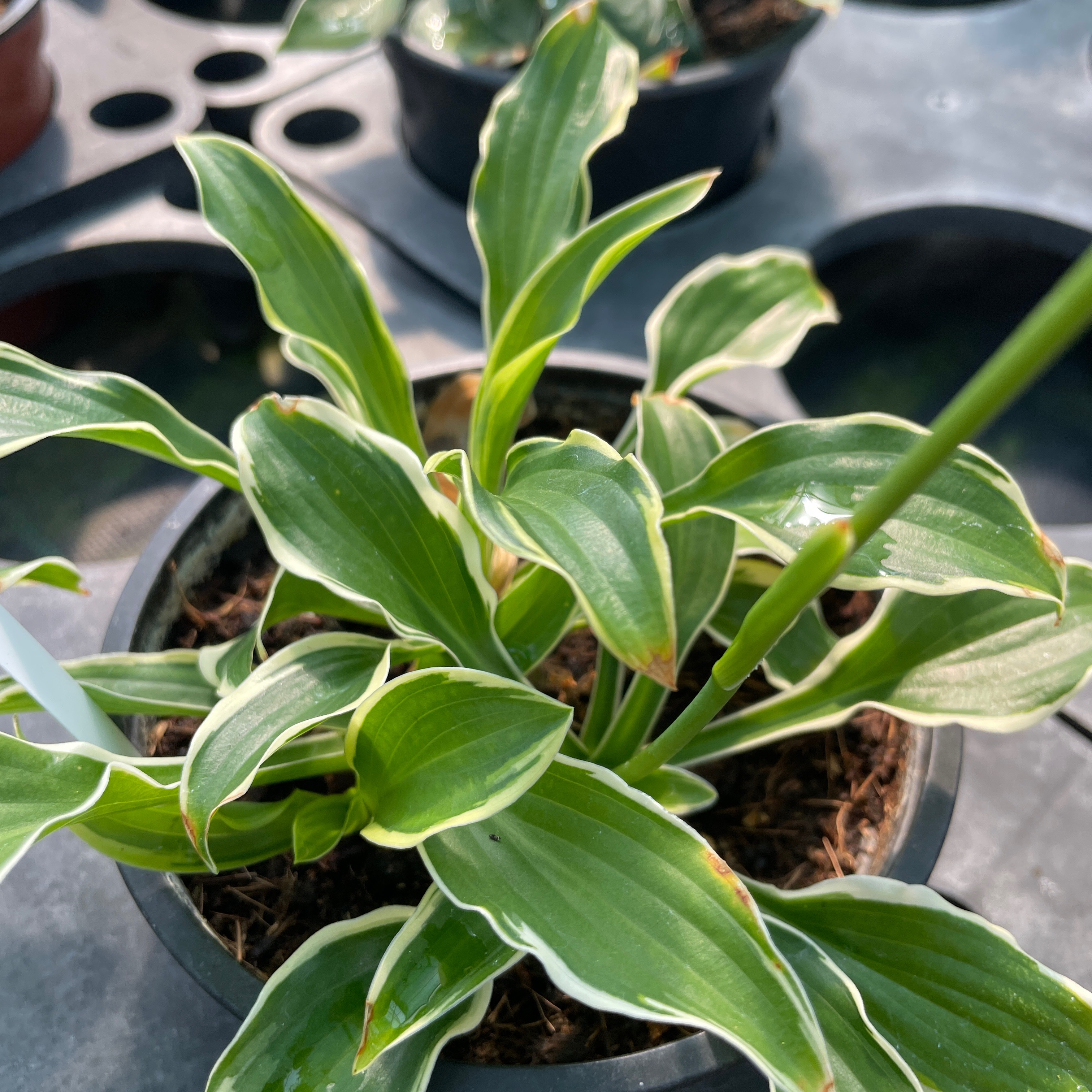 Hosta ‘Sugar Babe’