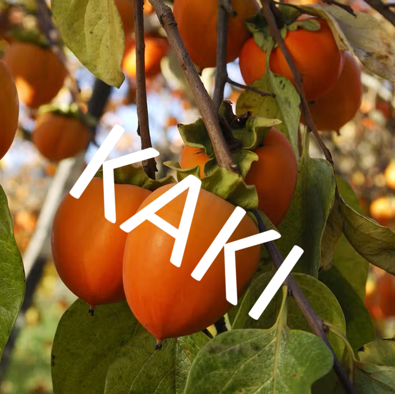 Muscat – Diospyros Lotus