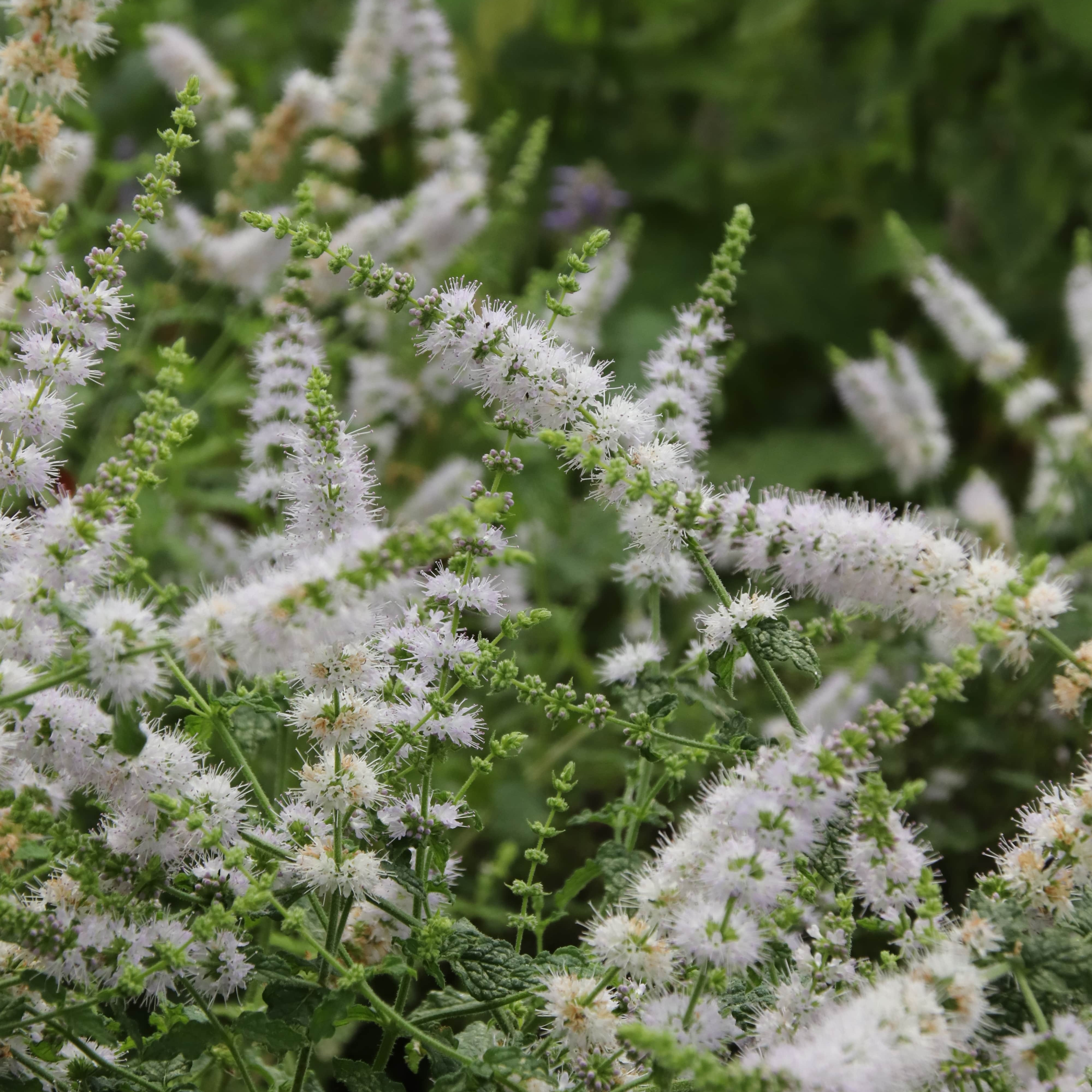 Menthe