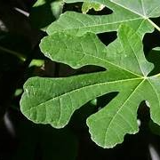 Feuilles de figuier (par 10)