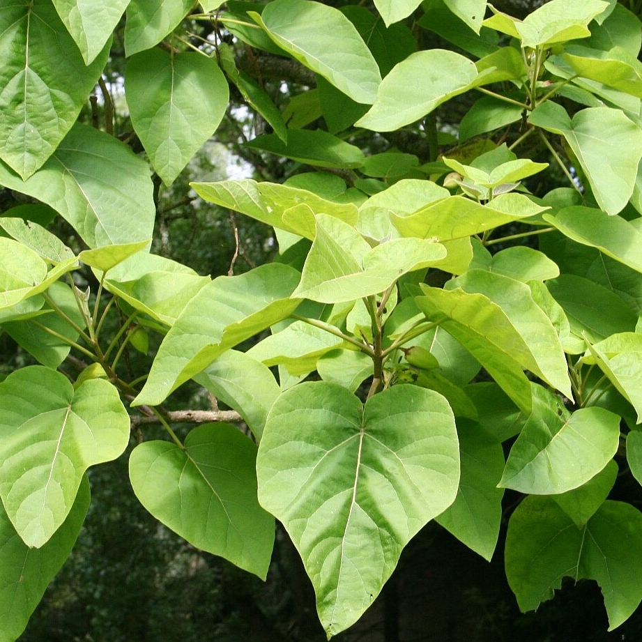 Paulownia Tomentosa