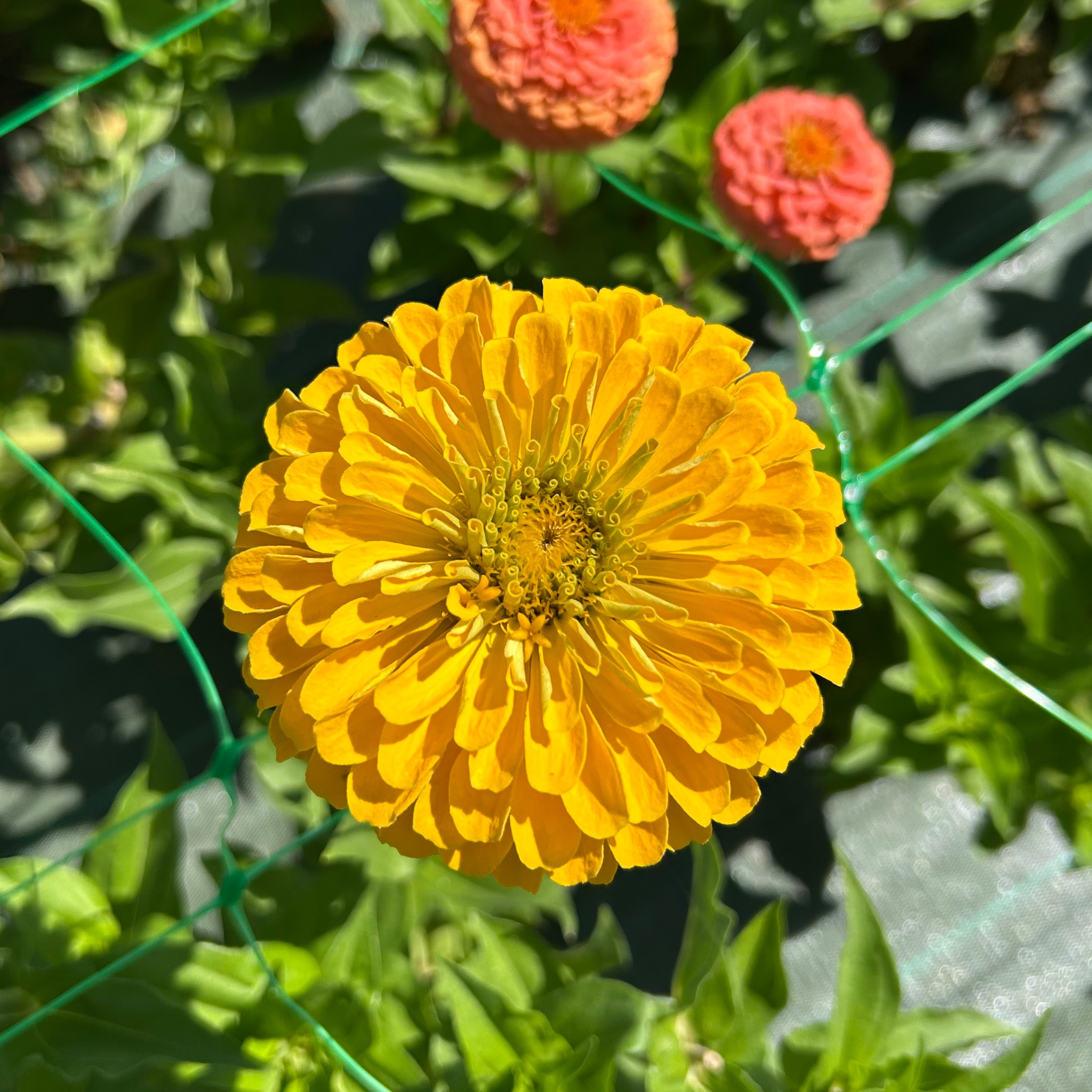 Zinnias jaunes simples ou doubles