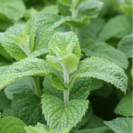 Menthe pomme (botte)