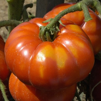 Tomate Super Marmande en godet 8 cm