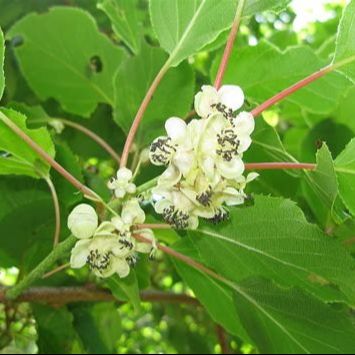 Kiwi (Actinidia arguta) 'Weiki' mâle