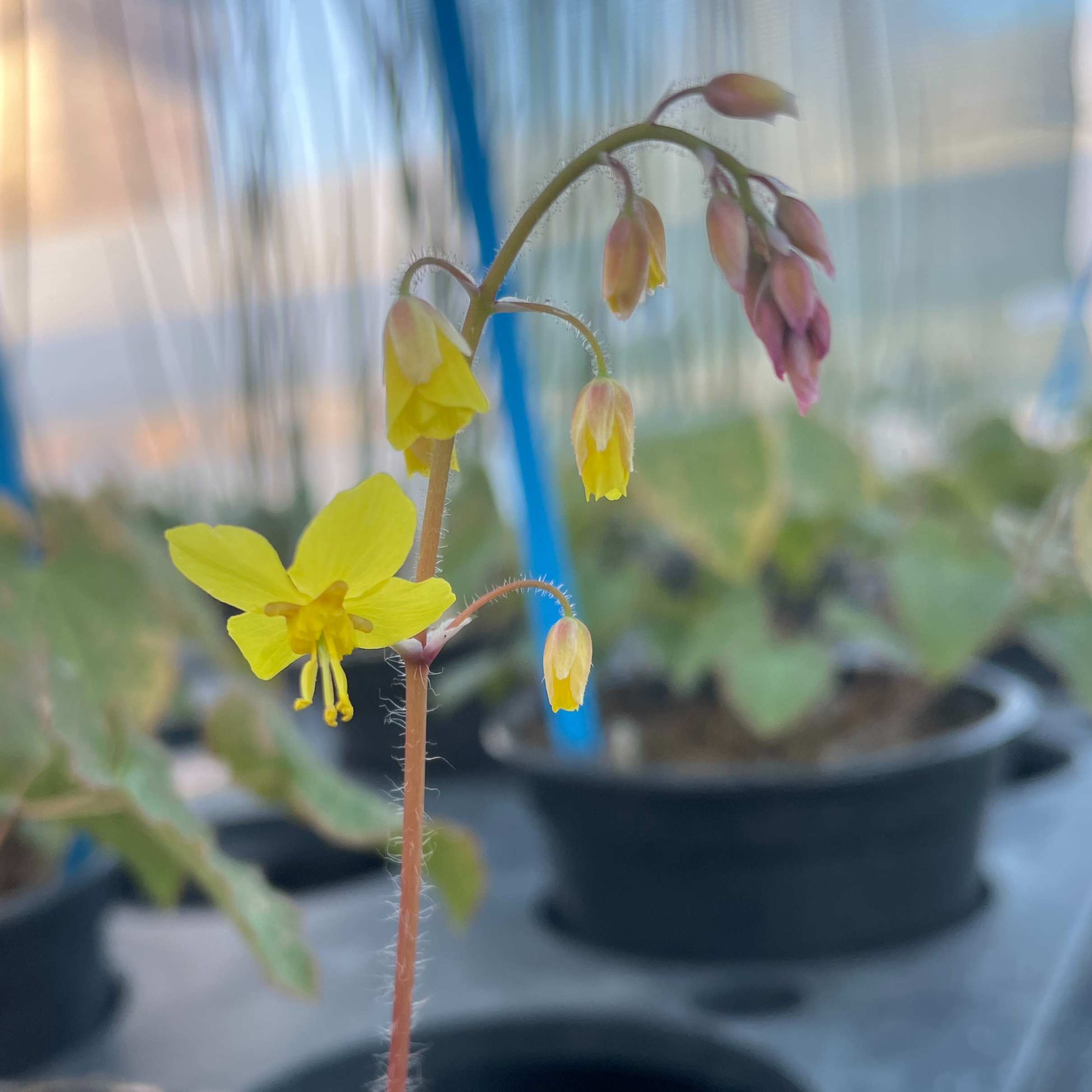 Epimedium perralchicum ‘Fröhnleiten’